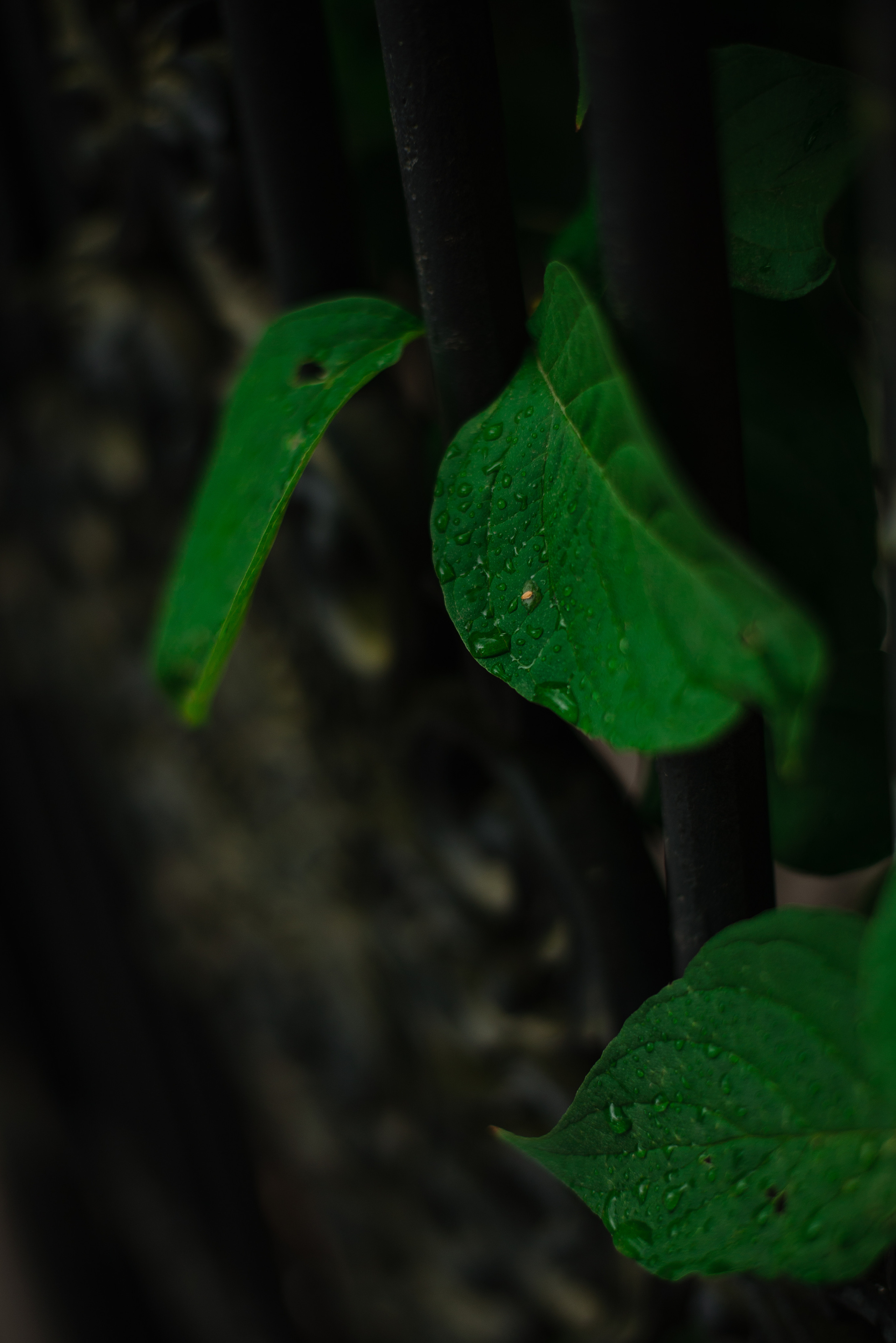 LETO LERA. Семейный и детский фотограф Иваново Ксения Азаренкова