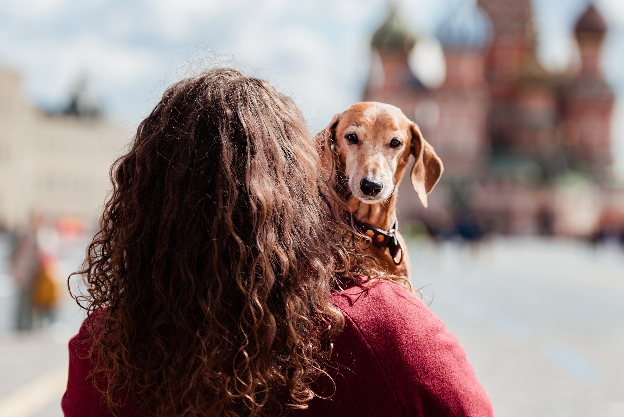 Таксы на Красной площади. Семейный Фотограф в Москве Ирина Хохлова