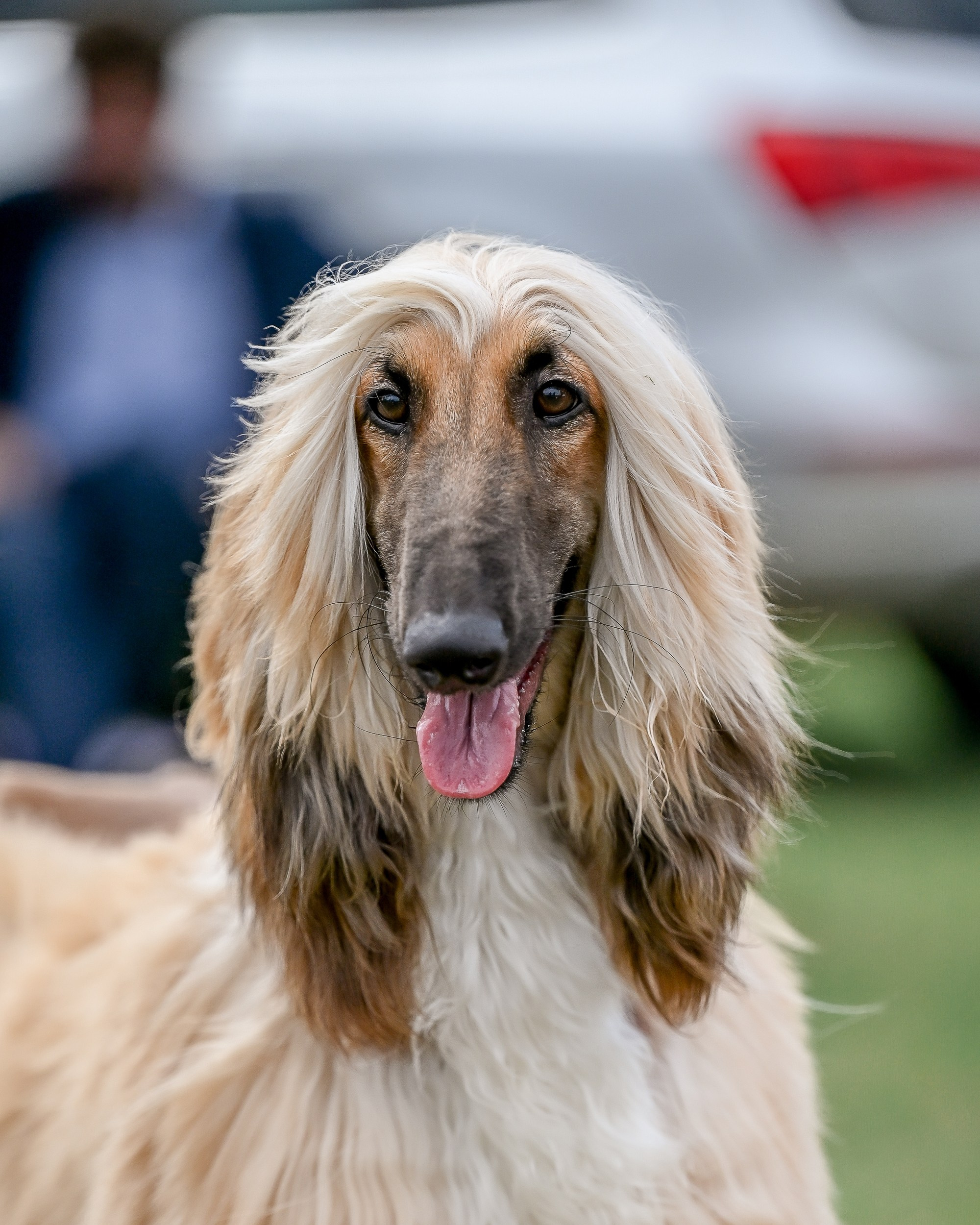 Республиканская выставка собак всех пород. Галерея фотографий афганской борзой