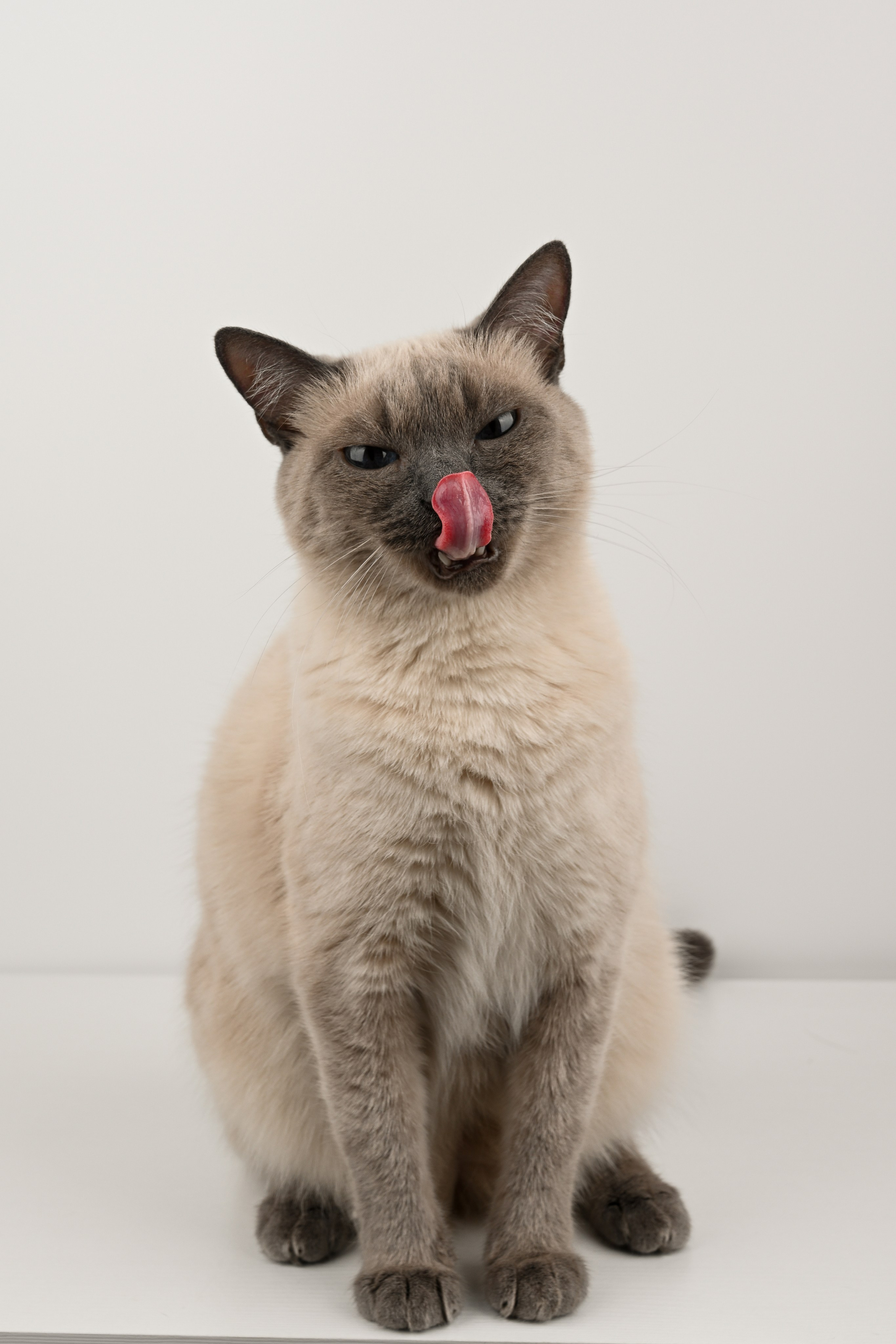 О нешей Снежке. Полина Бамбиза фотограф фотосессии Красноярск фотокниги портрет