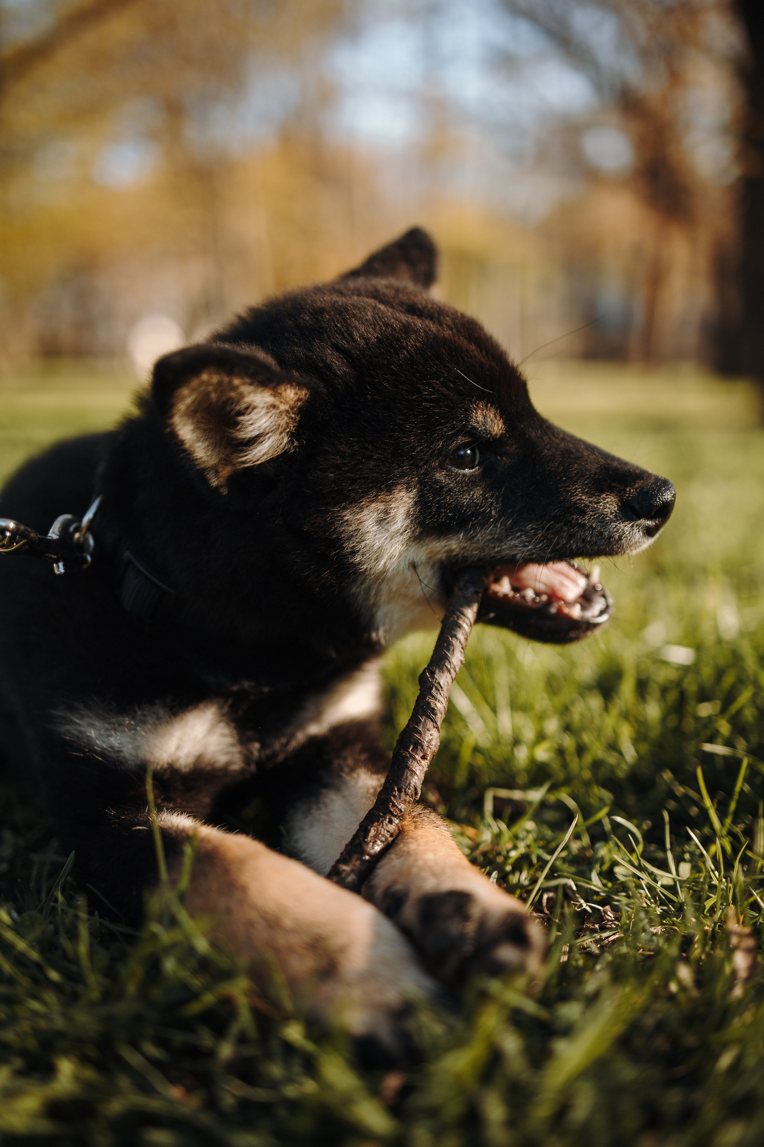 Даша и ее девочки. Фотограф — Анималист | Санкт-Петербург