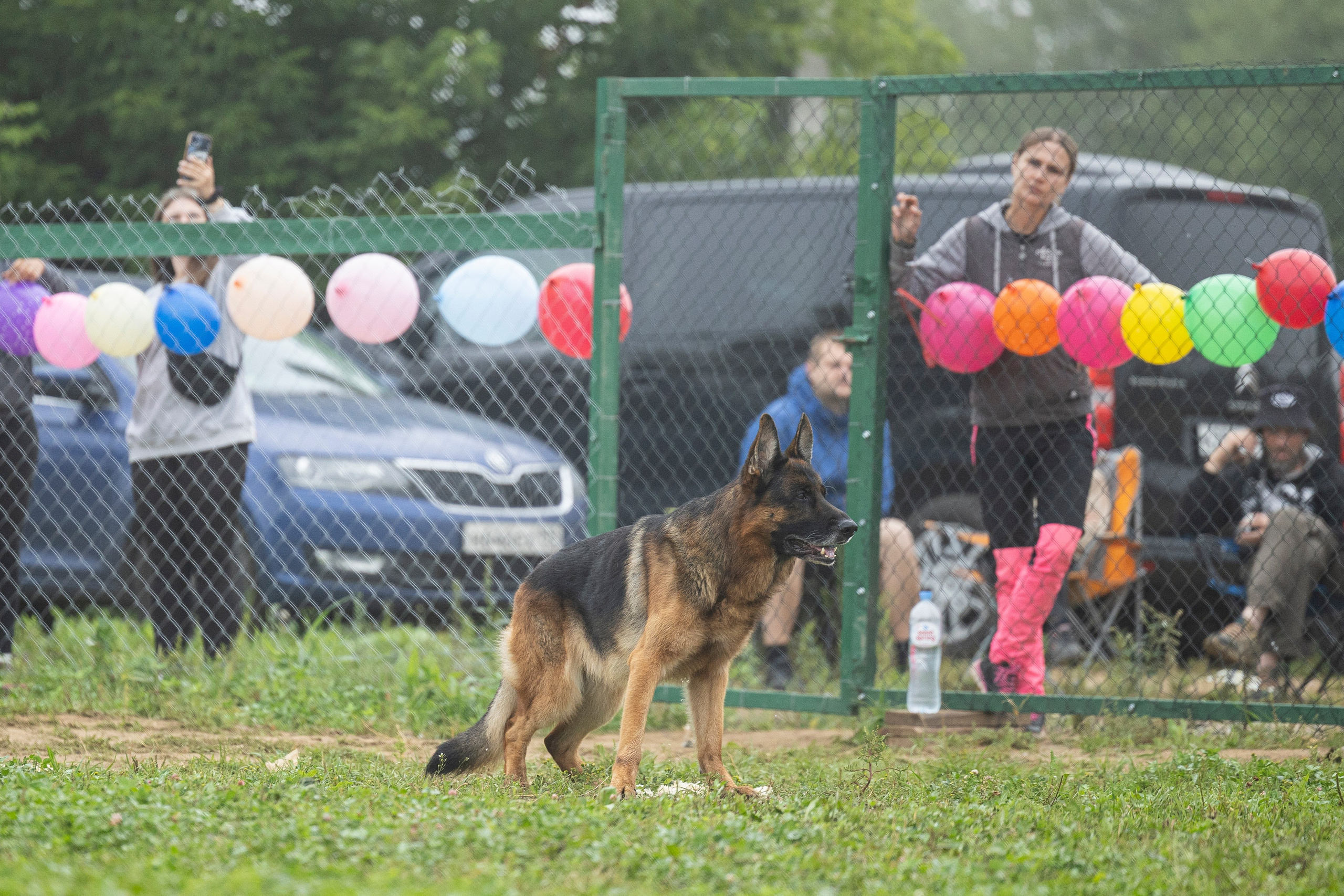 Соревнования по Мондьорингу г. Вологда 10-11.08.2024. Фотограф-анималист Анна Маринич