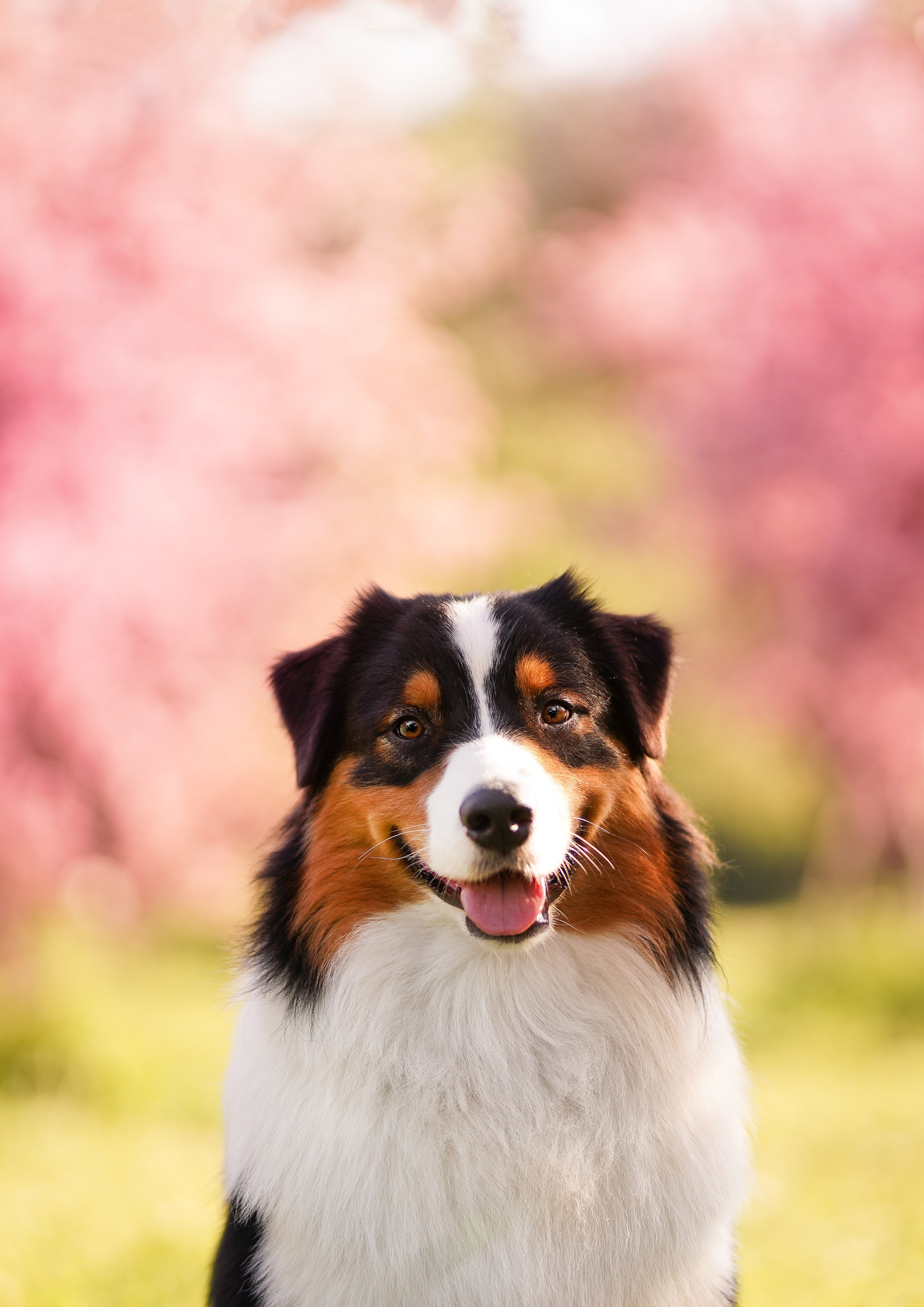 Аусси в Яблоневом саду. Фотограф-анималист в Санкт-Петербурге Яна Мартынова