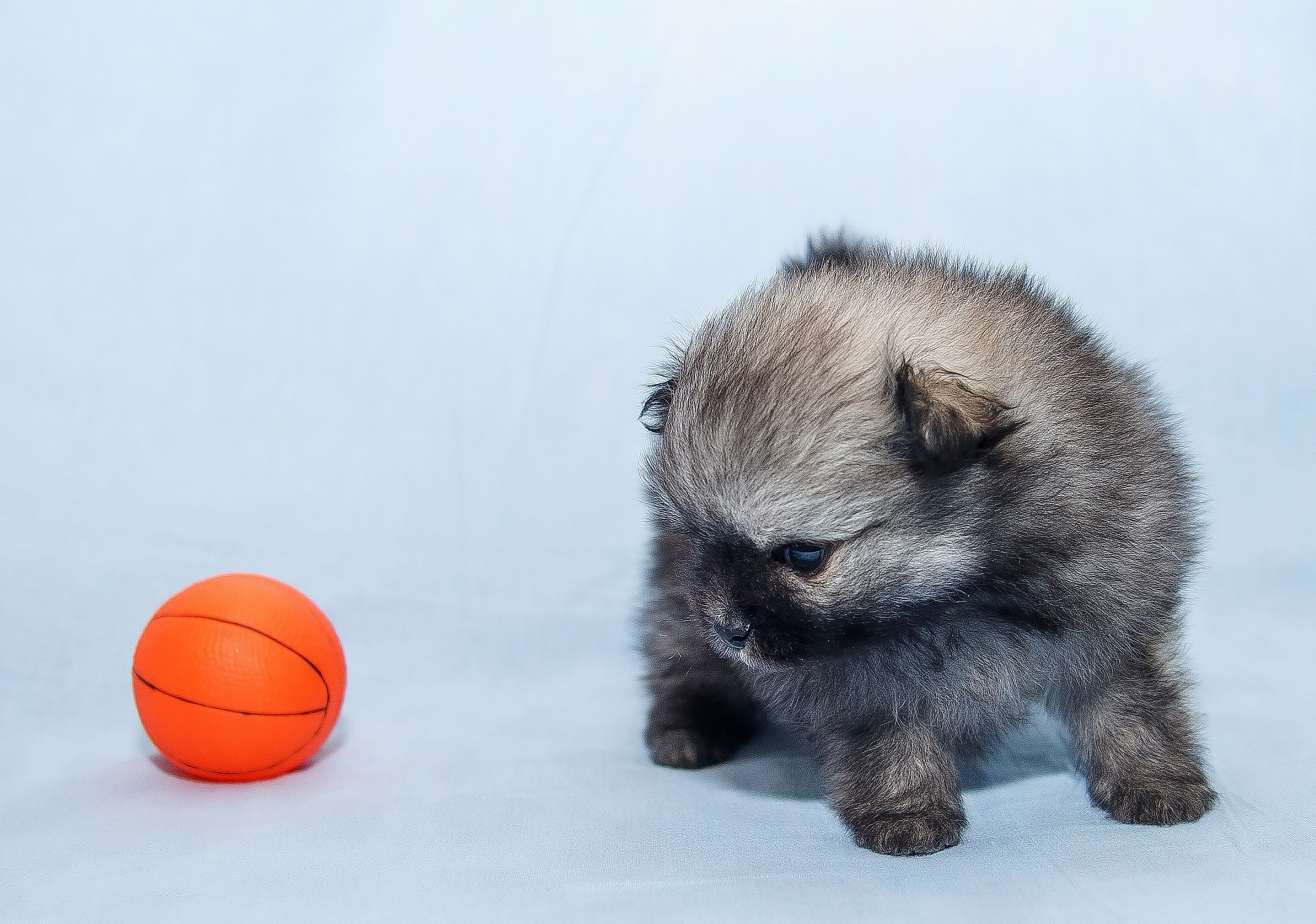 Съемка щенков шпица для заводчика. Репортажная съемка в Москве и области. Анималистика