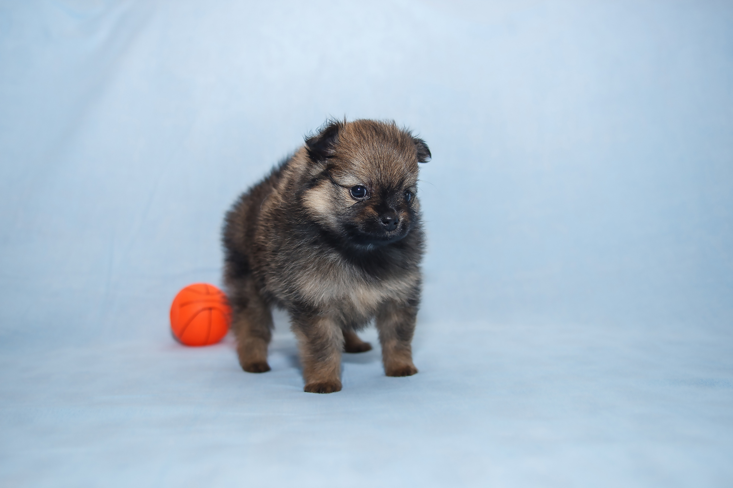 Съемка щенков шпица для заводчика. Репортажная съемка в Москве и области. Анималистика