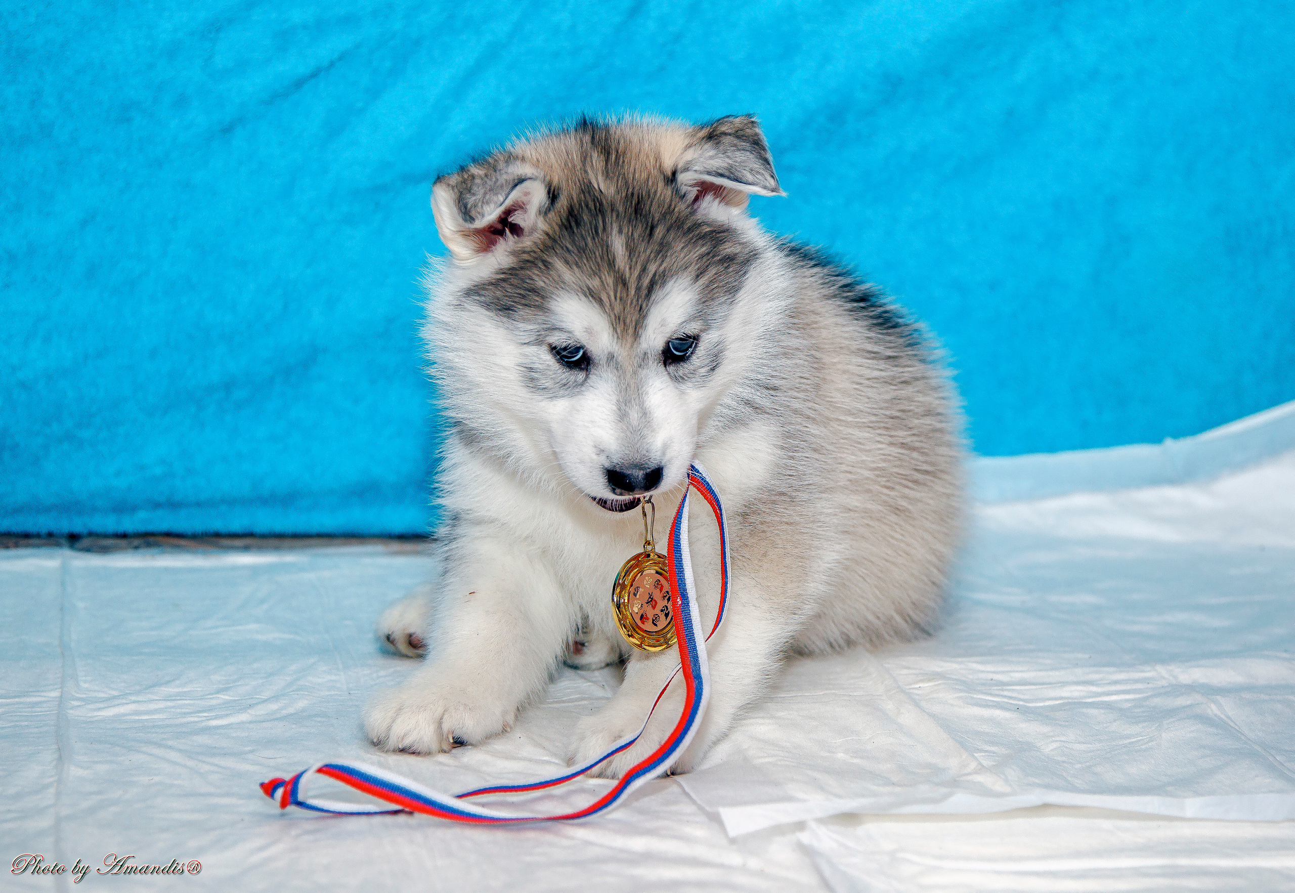 Съемка щенков хаски для заводчика. Репортажная съемка в Москве и области. Анималистика