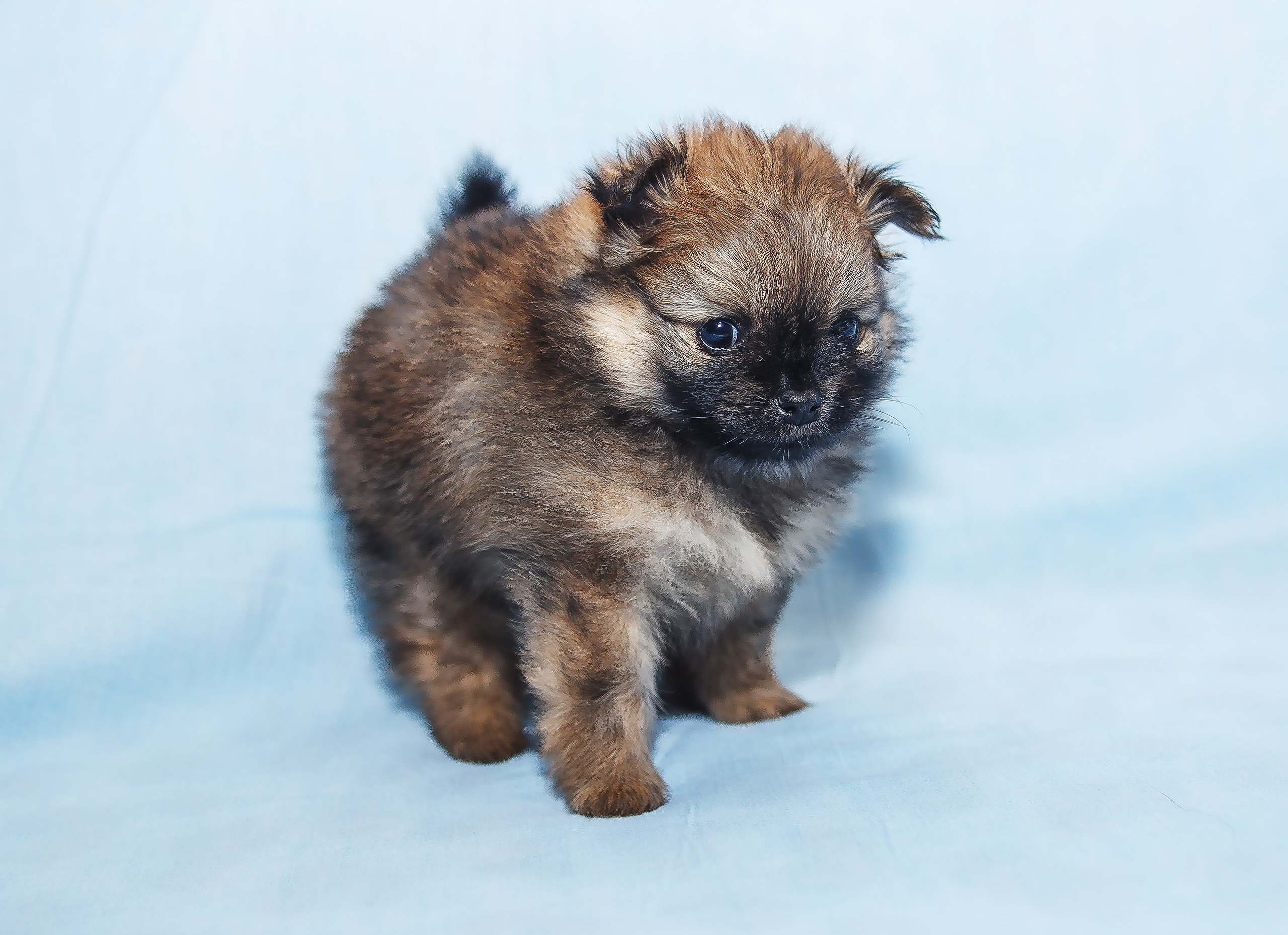 Съемка щенков шпица для заводчика. Репортажная съемка в Москве и области. Анималистика