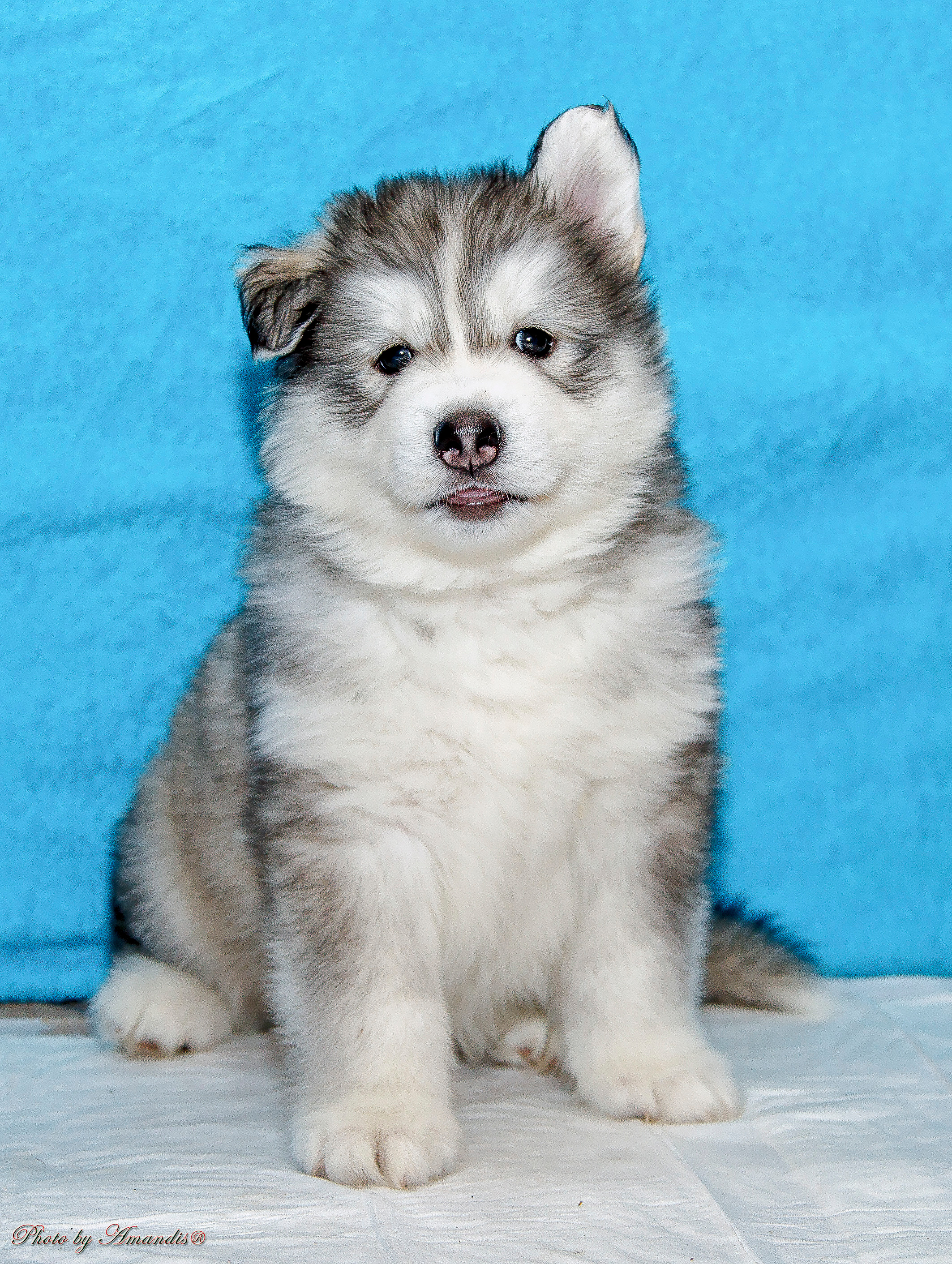 Съемка щенков хаски для заводчика. Репортажная съемка в Москве и области. Анималистика