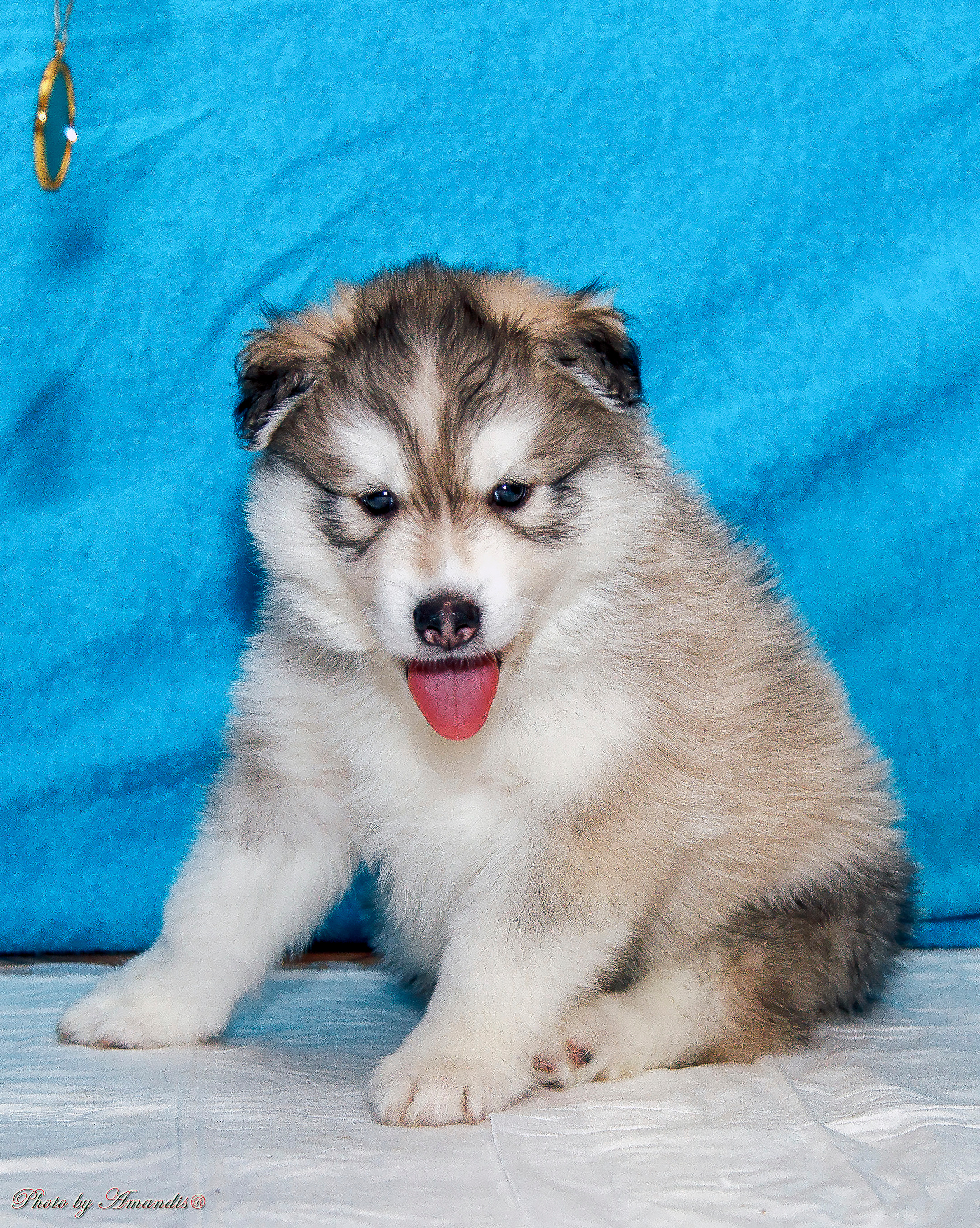 Съемка щенков хаски для заводчика. Репортажная съемка в Москве и области. Анималистика