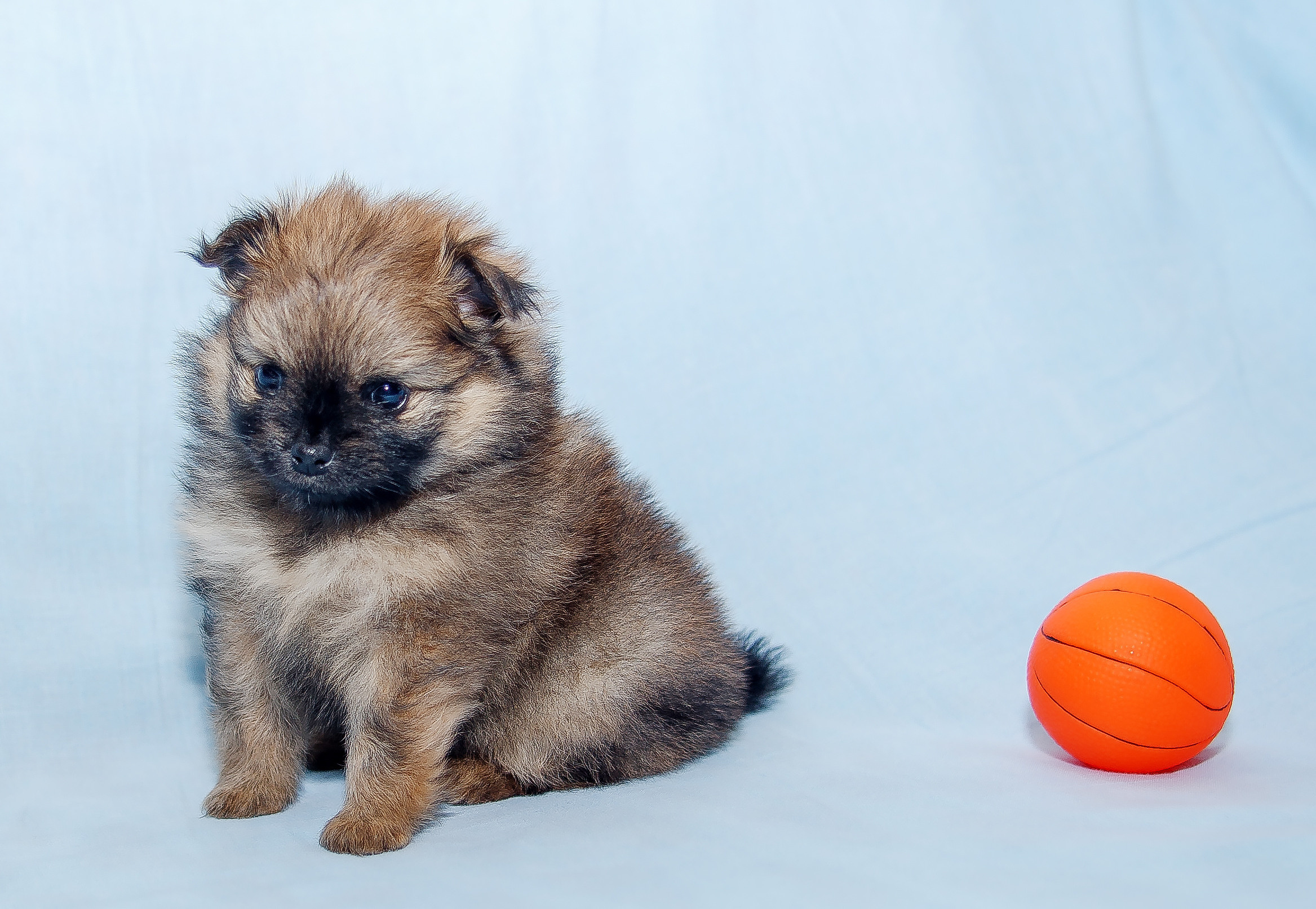 Съемка щенков шпица для заводчика. Репортажная съемка в Москве и области. Анималистика