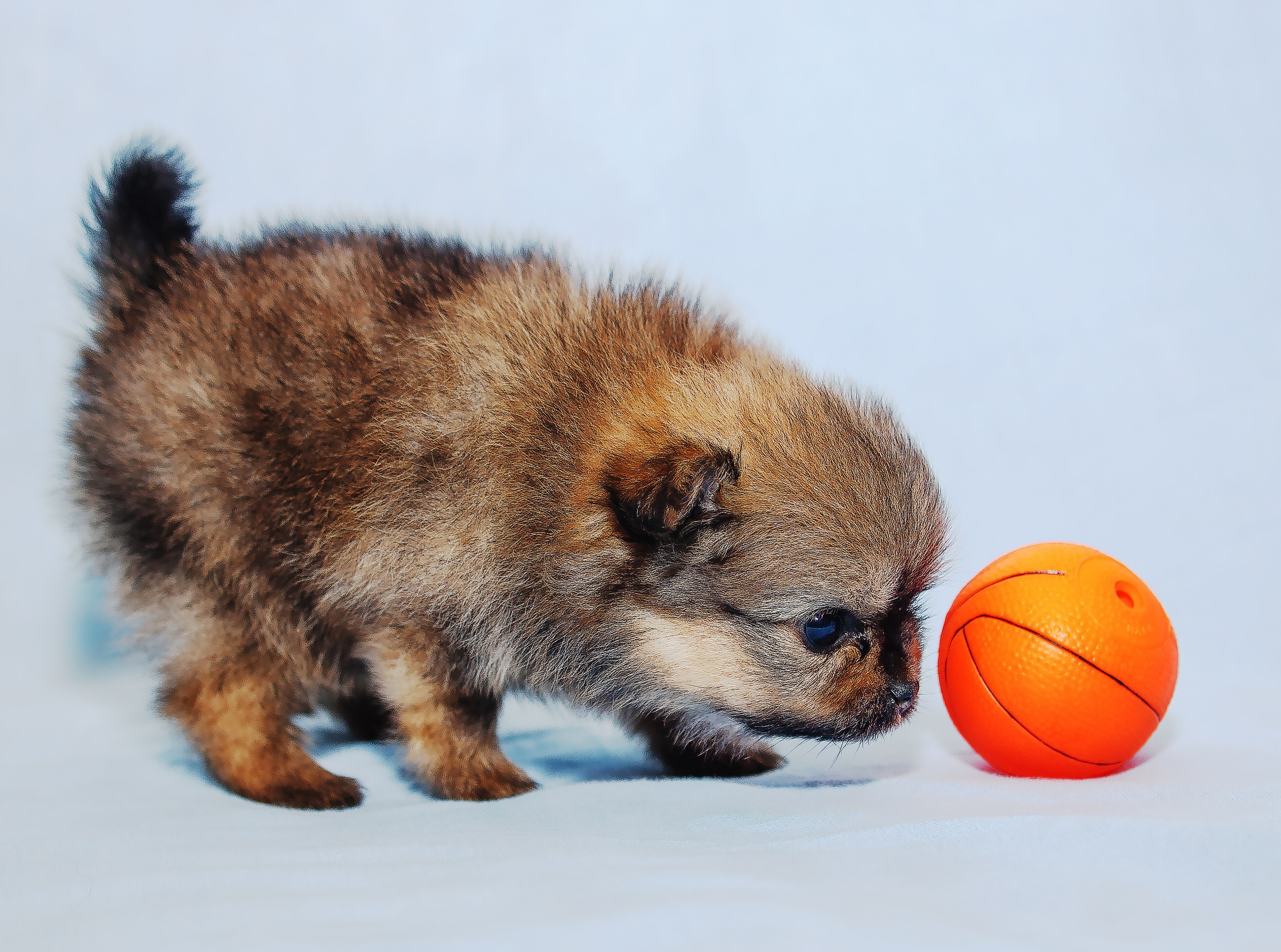 Съемка щенков шпица для заводчика. Репортажная съемка в Москве и области. Анималистика