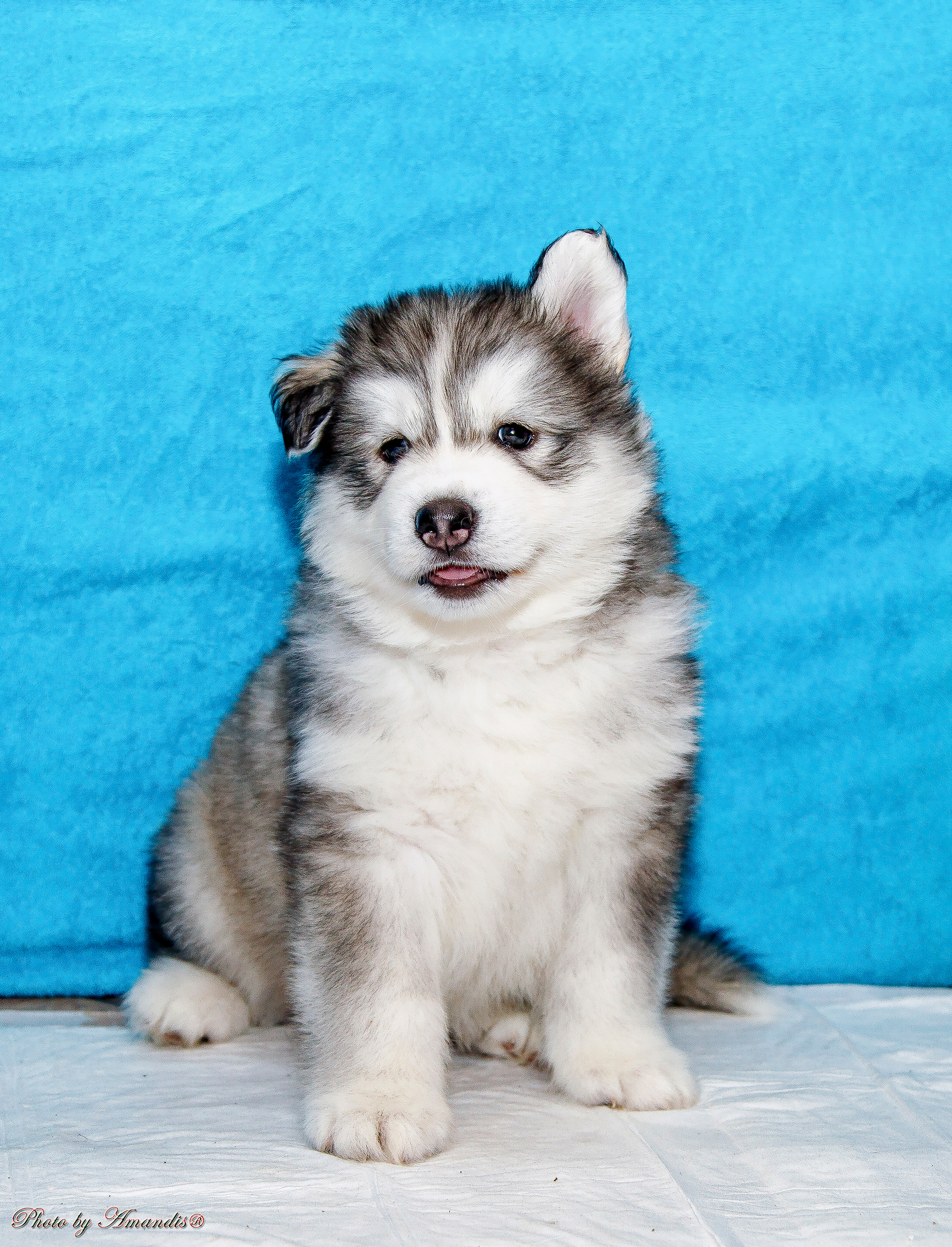Съемка щенков хаски для заводчика. Репортажная съемка в Москве и области. Анималистика