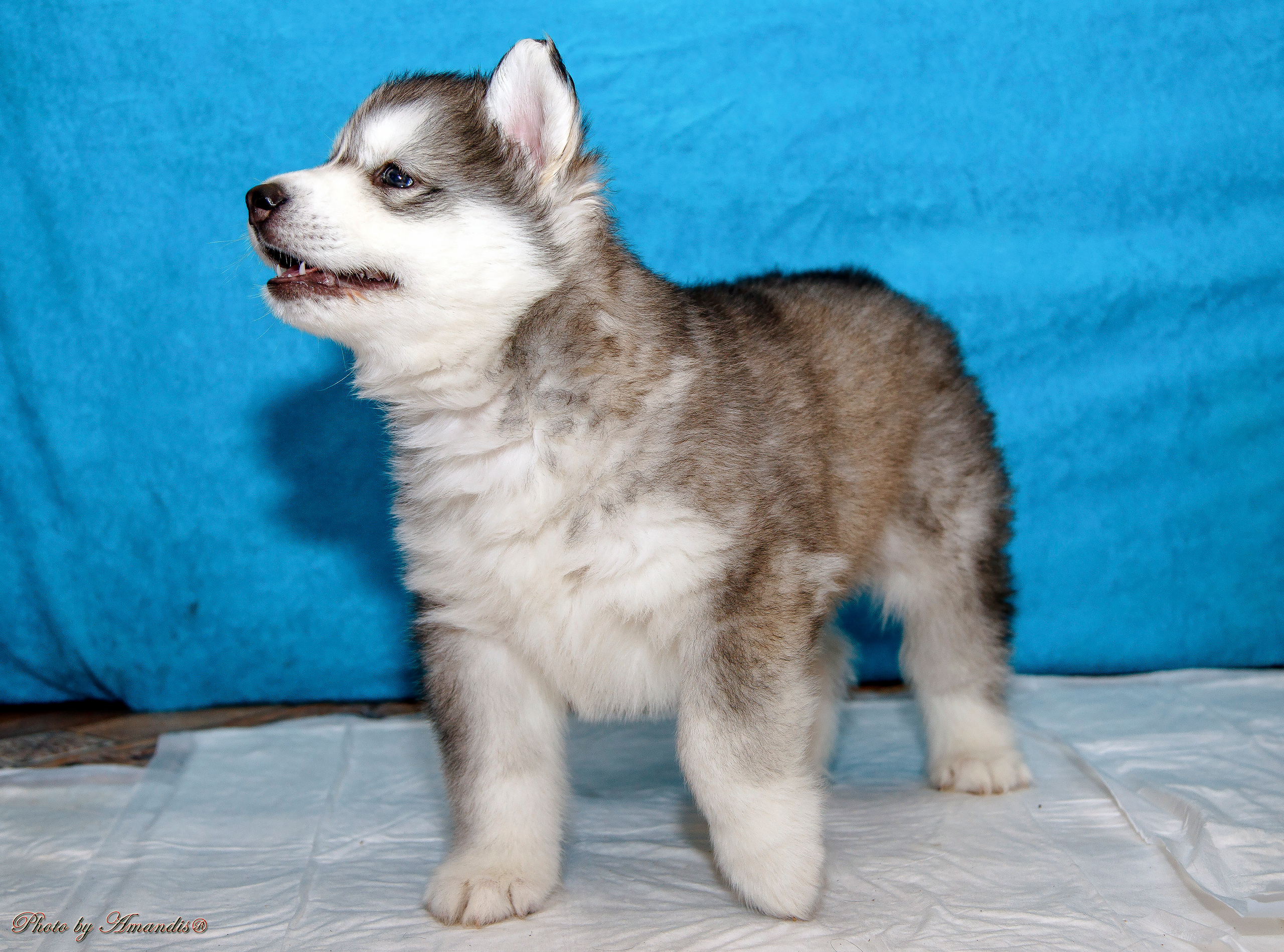 Съемка щенков хаски для заводчика. Репортажная съемка в Москве и области. Анималистика