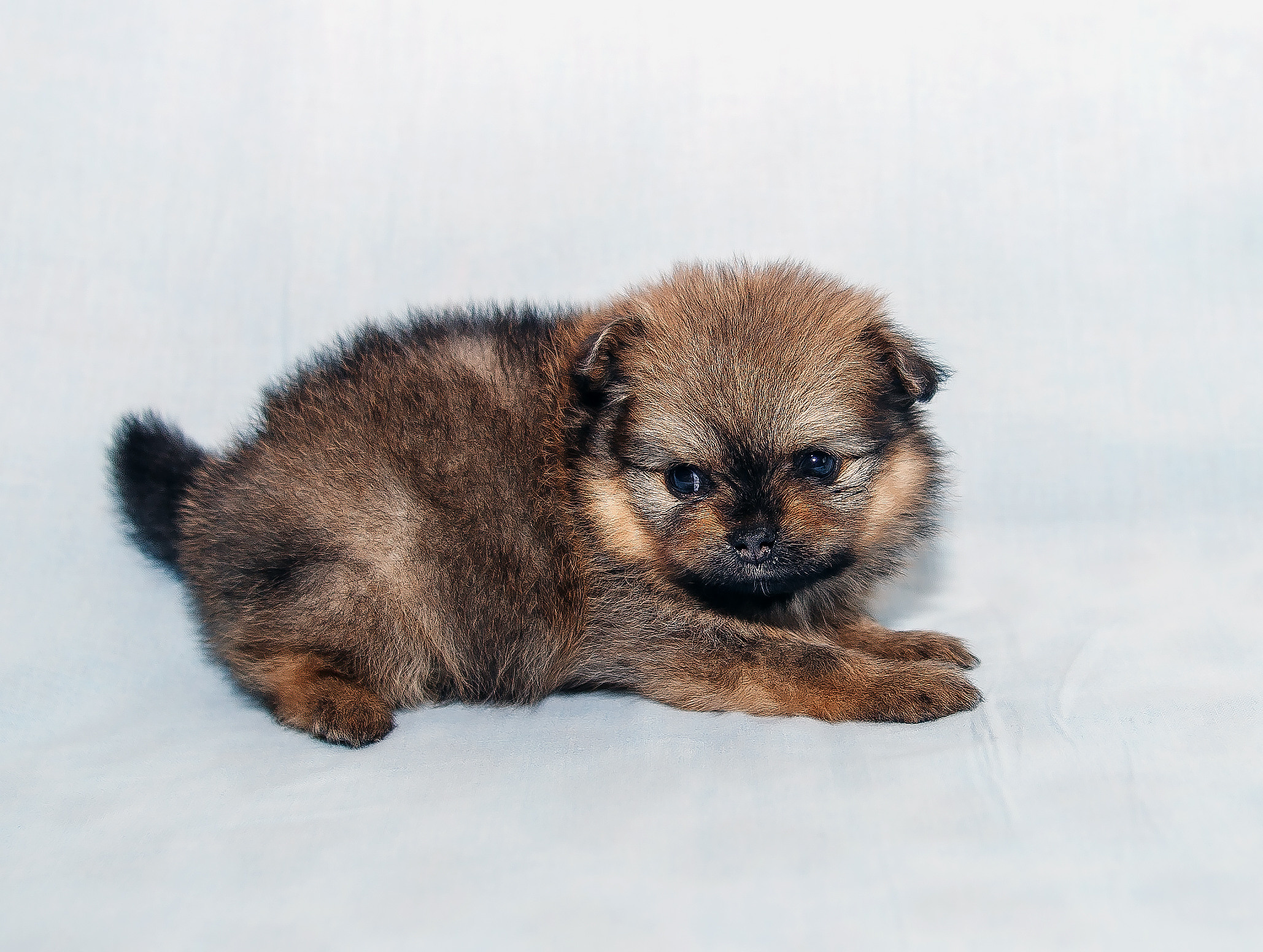 Съемка щенков шпица для заводчика. Репортажная съемка в Москве и области. Анималистика