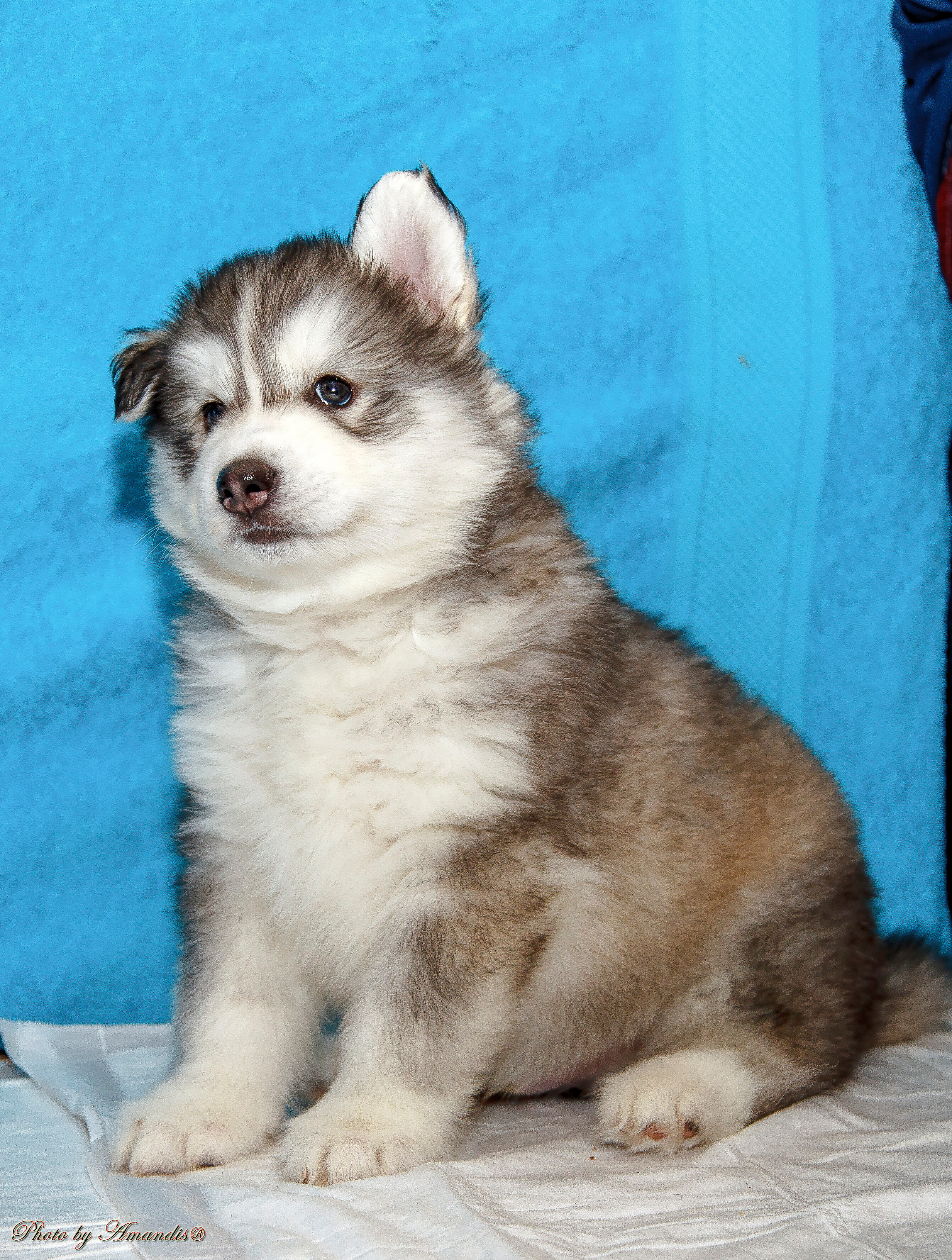 Съемка щенков хаски для заводчика. Репортажная съемка в Москве и области. Анималистика