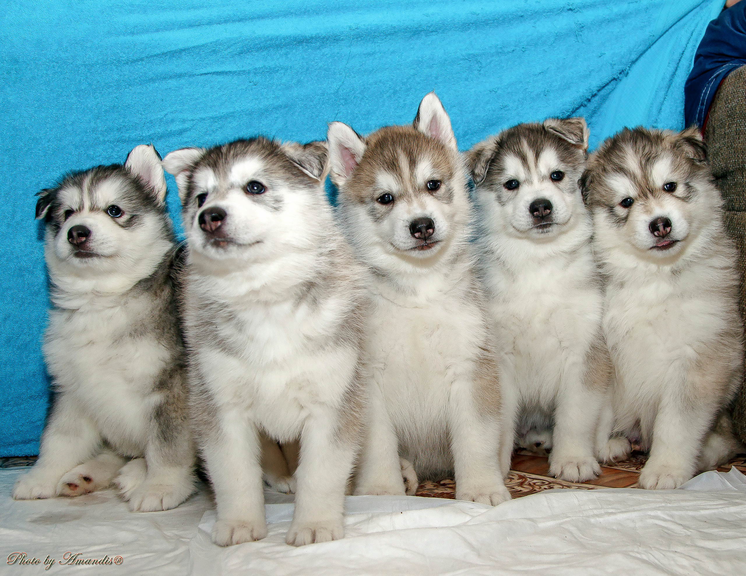 Съемка щенков хаски для заводчика. Репортажная съемка в Москве и области. Анималистика