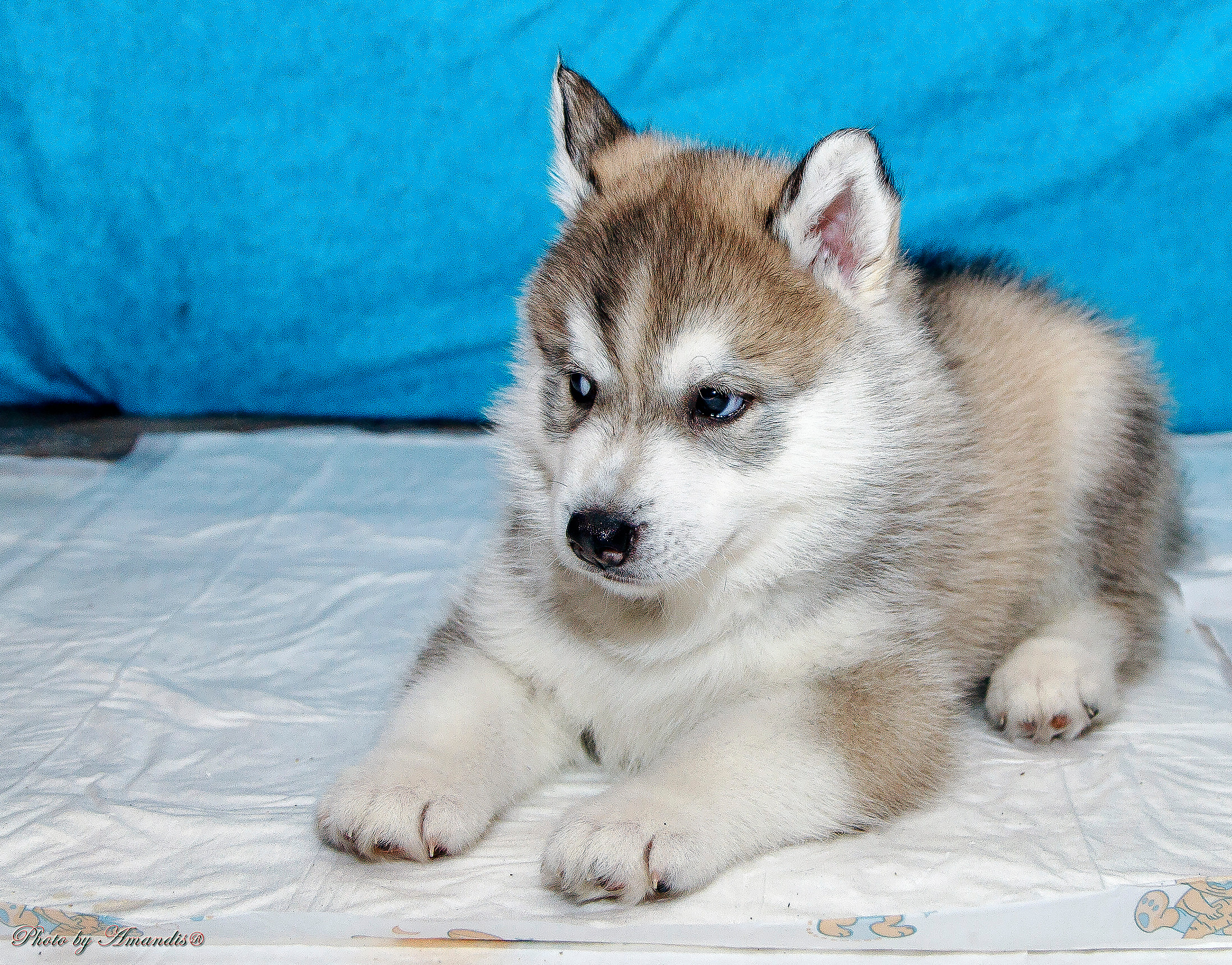 Съемка щенков хаски для заводчика. Репортажная съемка в Москве и области. Анималистика