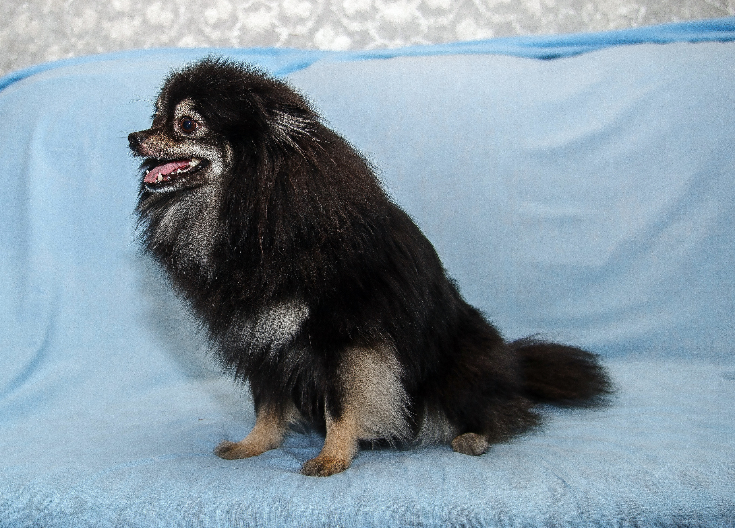 Съемка щенков шпица для заводчика. Репортажная съемка в Москве и области. Анималистика