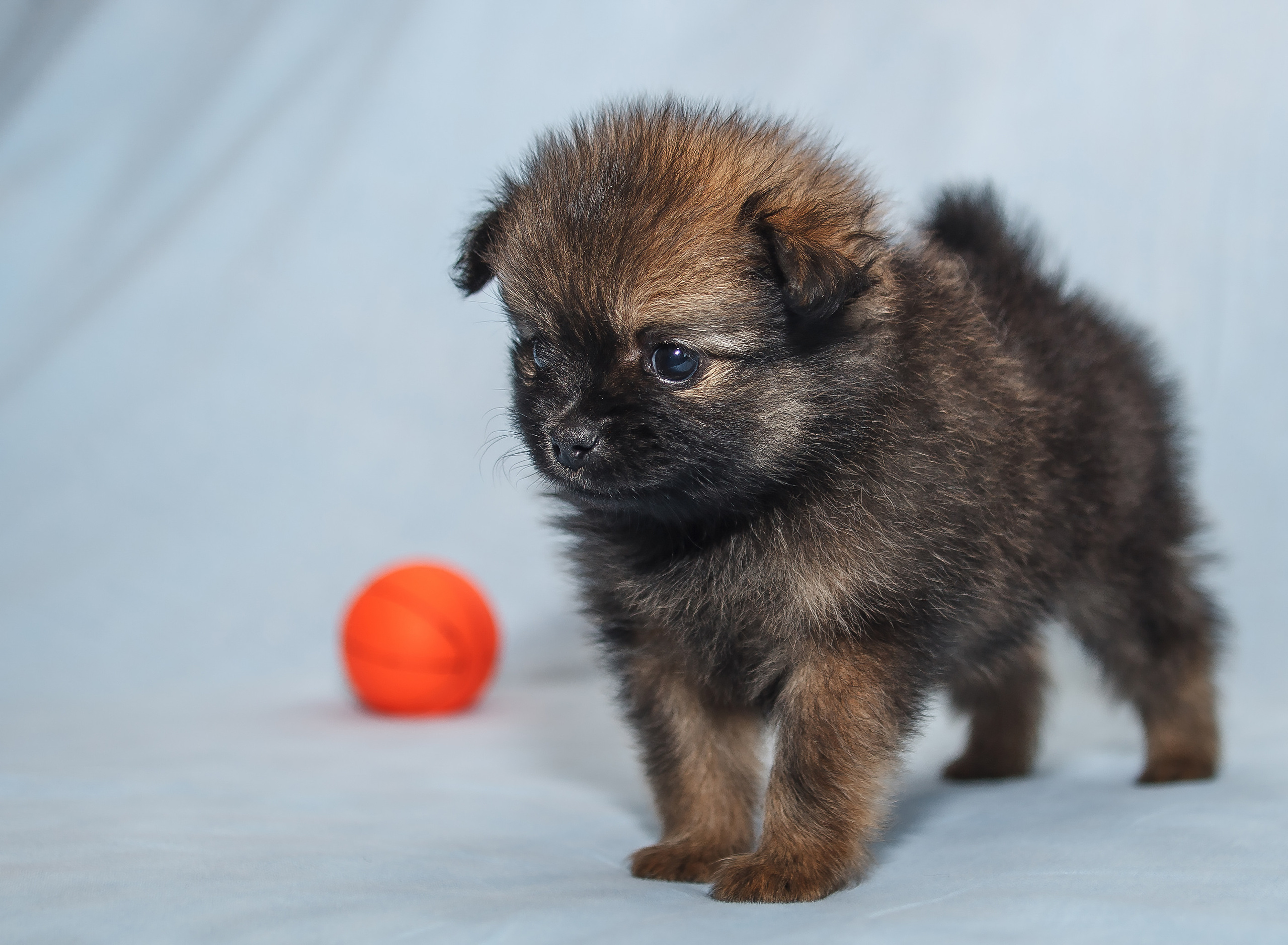 Съемка щенков шпица для заводчика. Репортажная съемка в Москве и области. Анималистика