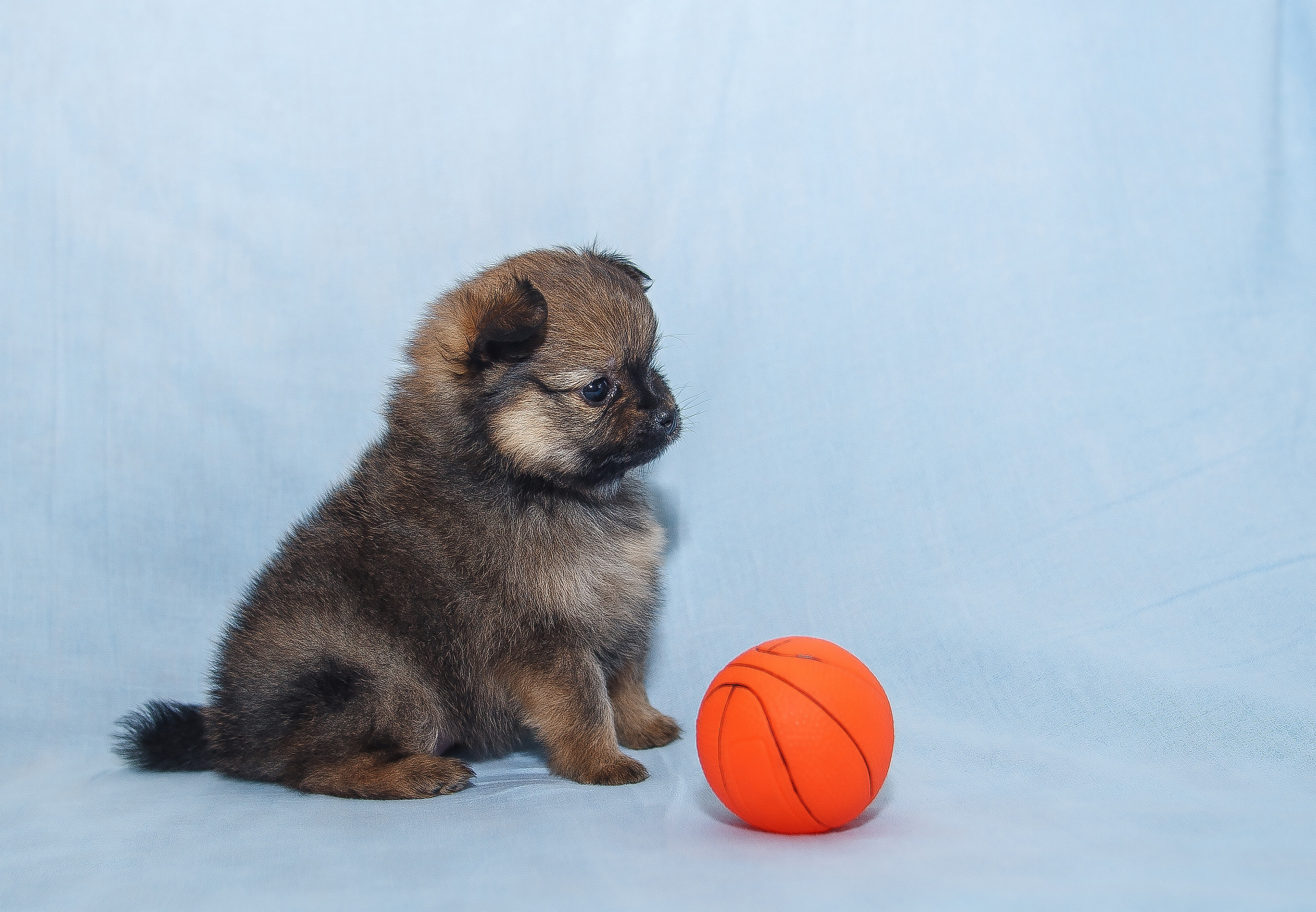 Съемка щенков шпица для заводчика. Репортажная съемка в Москве и области. Анималистика