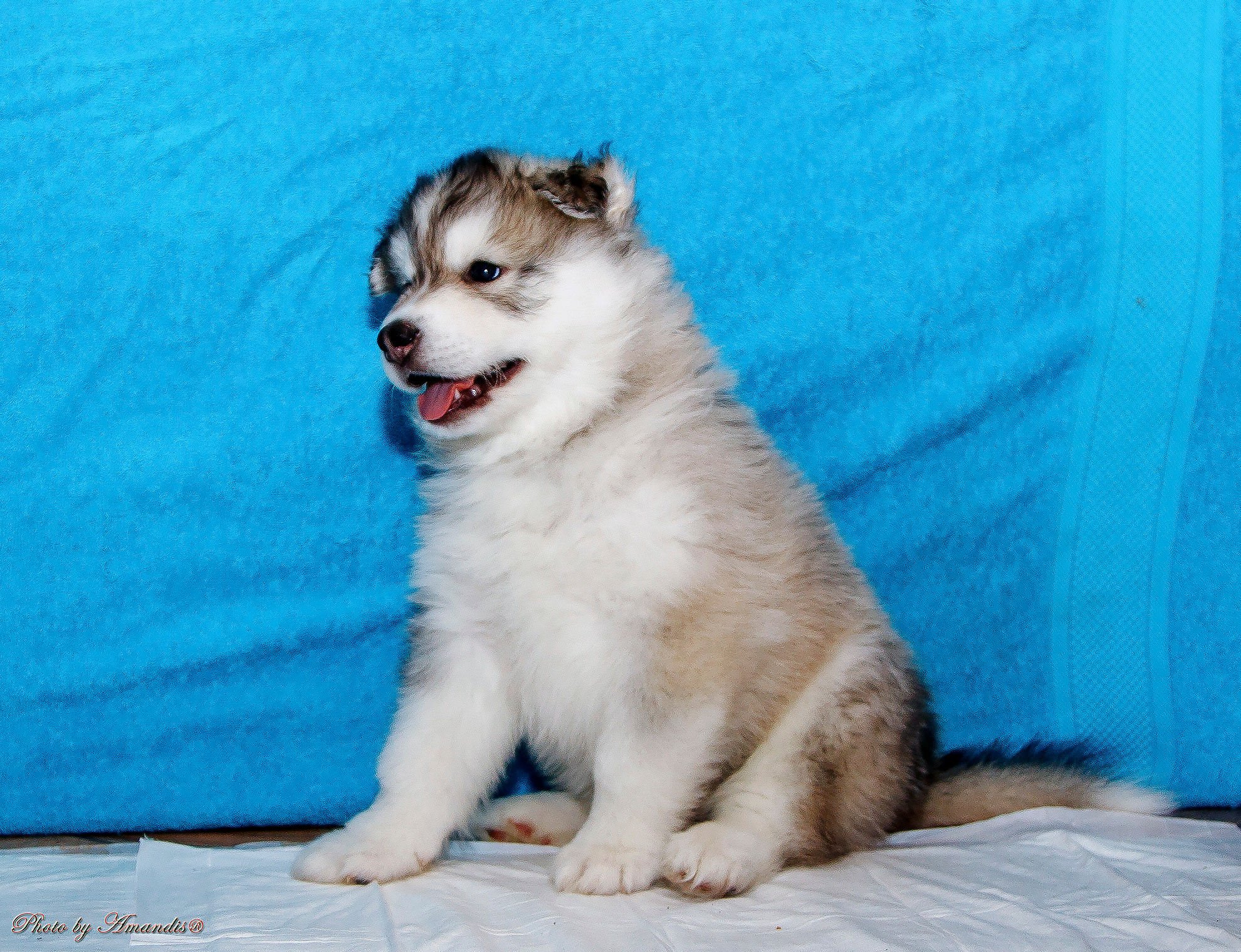 Съемка щенков хаски для заводчика. Репортажная съемка в Москве и области. Анималистика