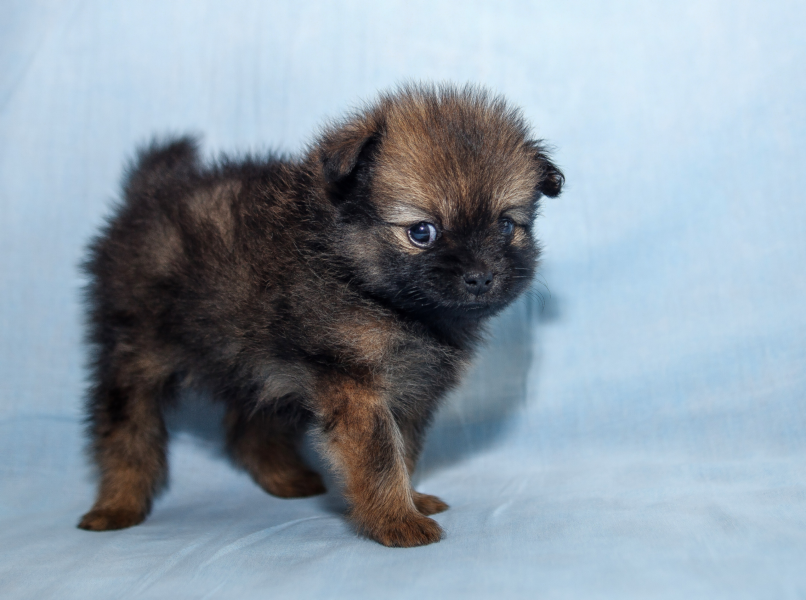 Съемка щенков шпица для заводчика. Репортажная съемка в Москве и области. Анималистика
