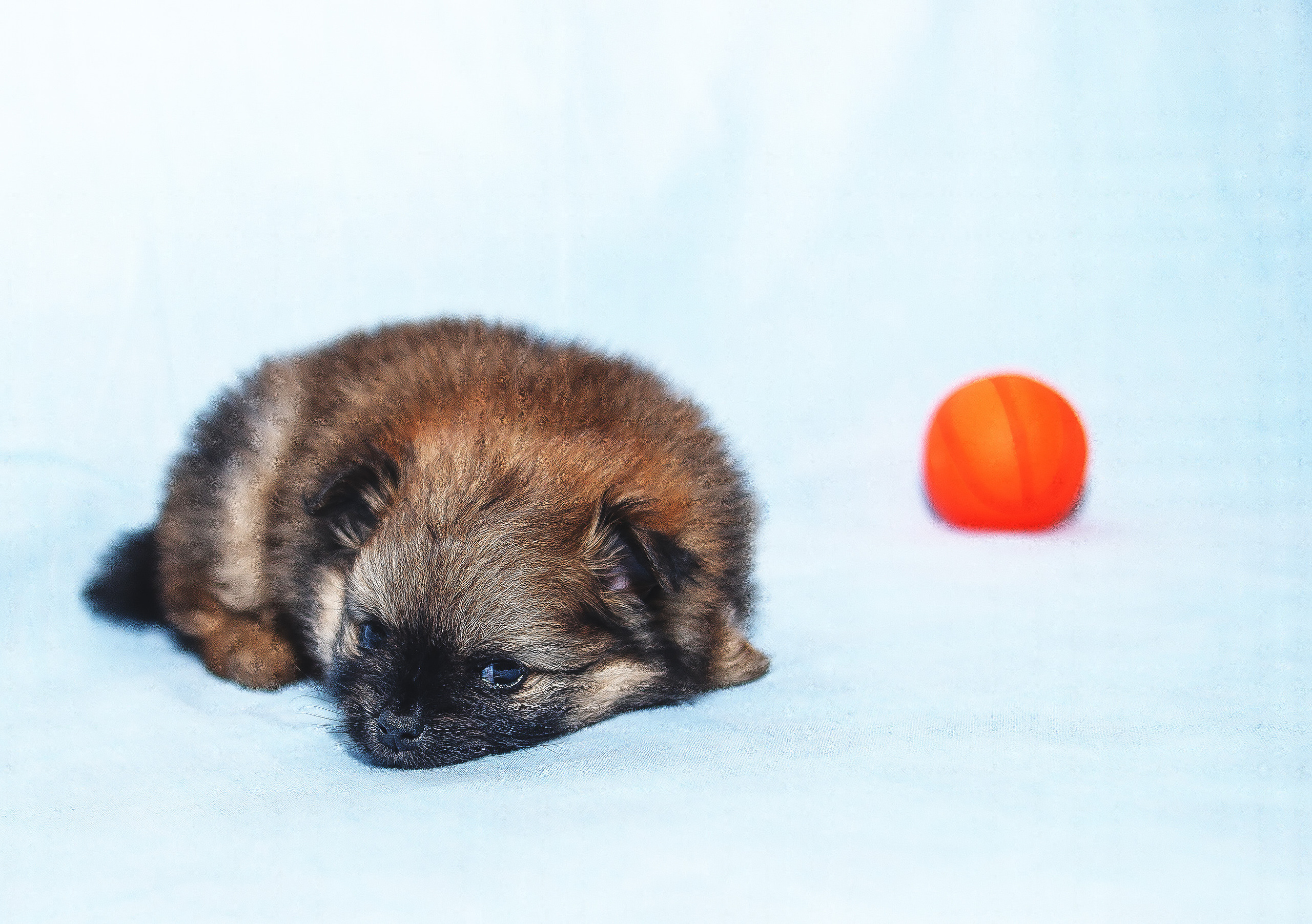 Съемка щенков шпица для заводчика. Репортажная съемка в Москве и области. Анималистика
