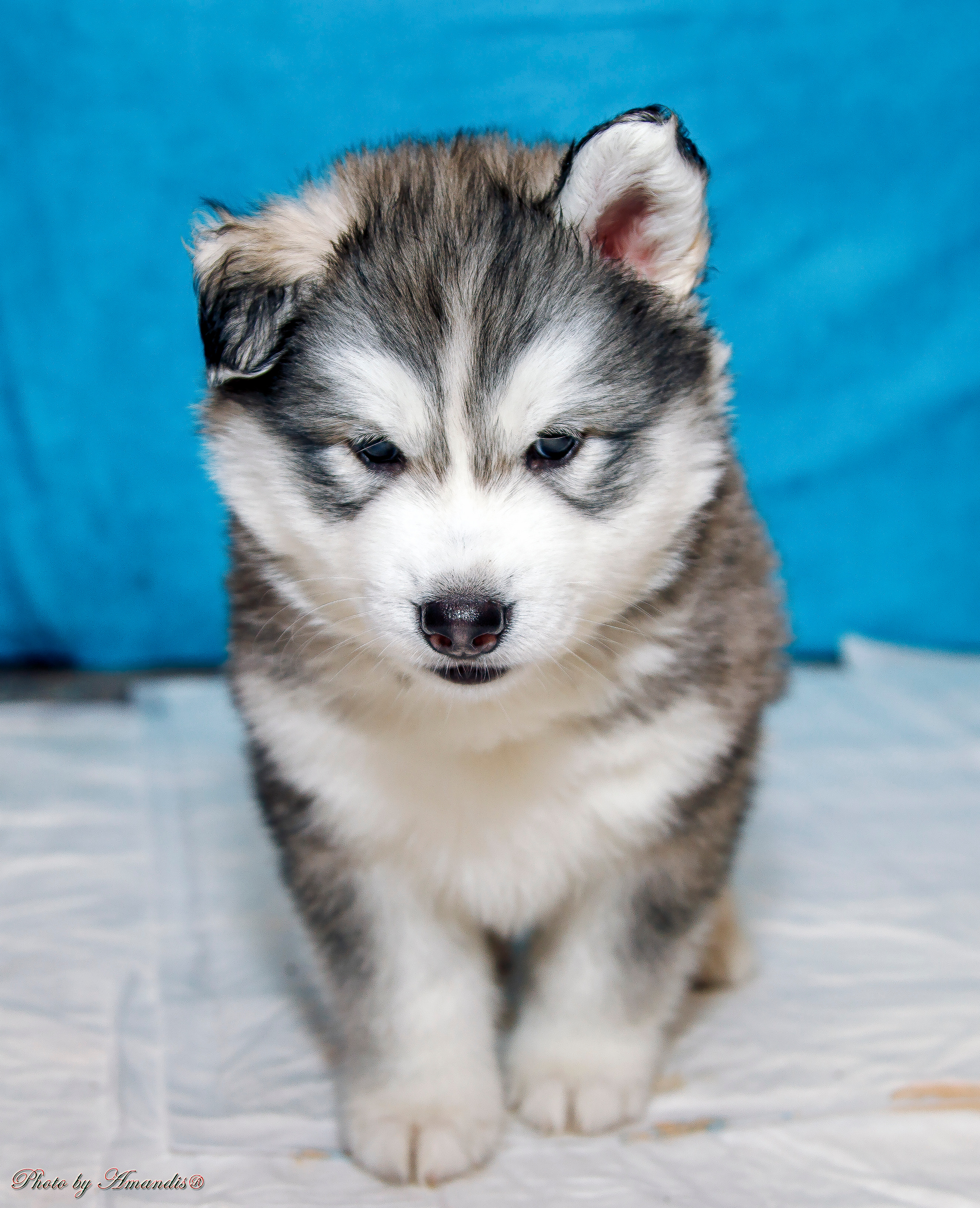 Съемка щенков хаски для заводчика. Репортажная съемка в Москве и области. Анималистика