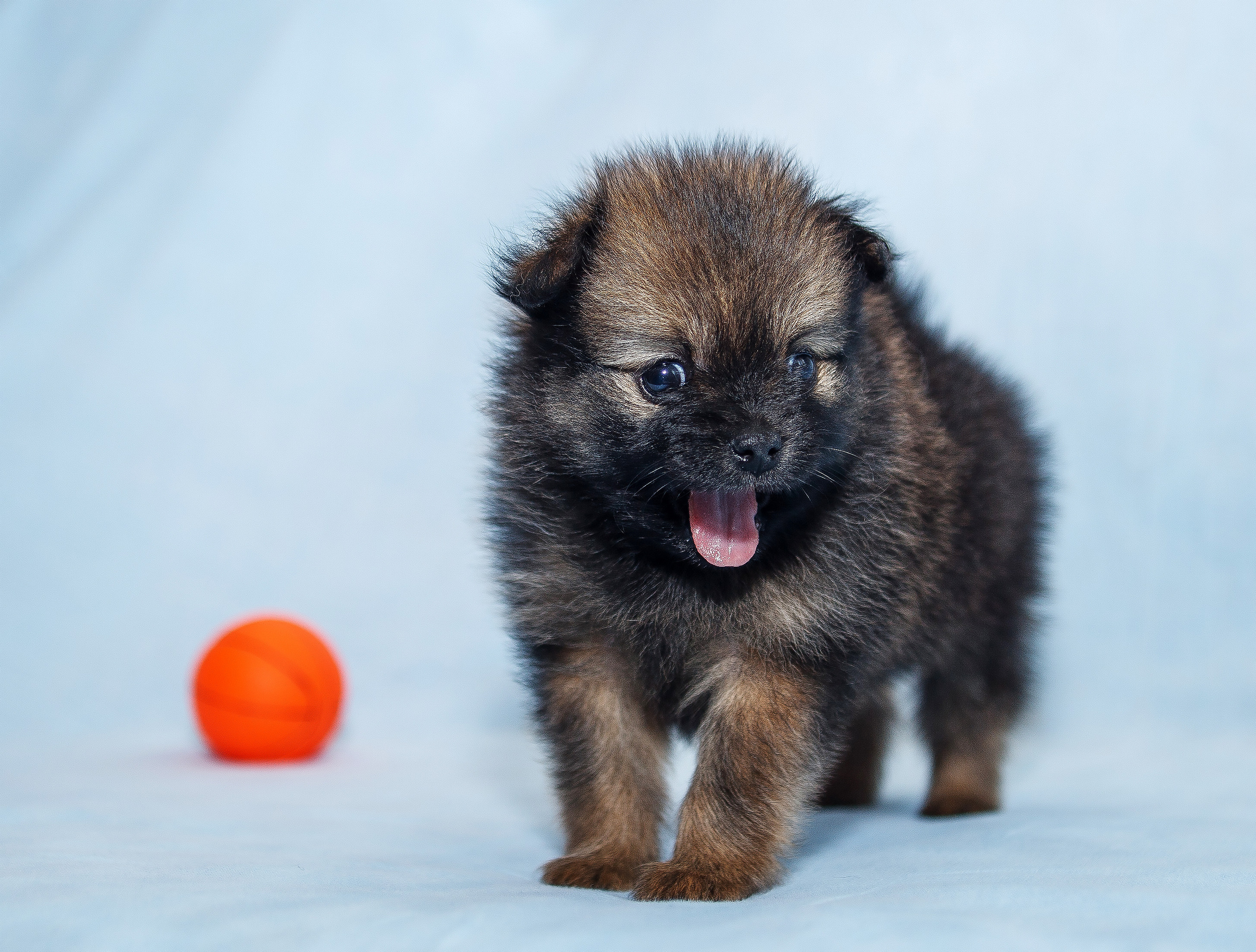 Съемка щенков шпица для заводчика. Репортажная съемка в Москве и области. Анималистика