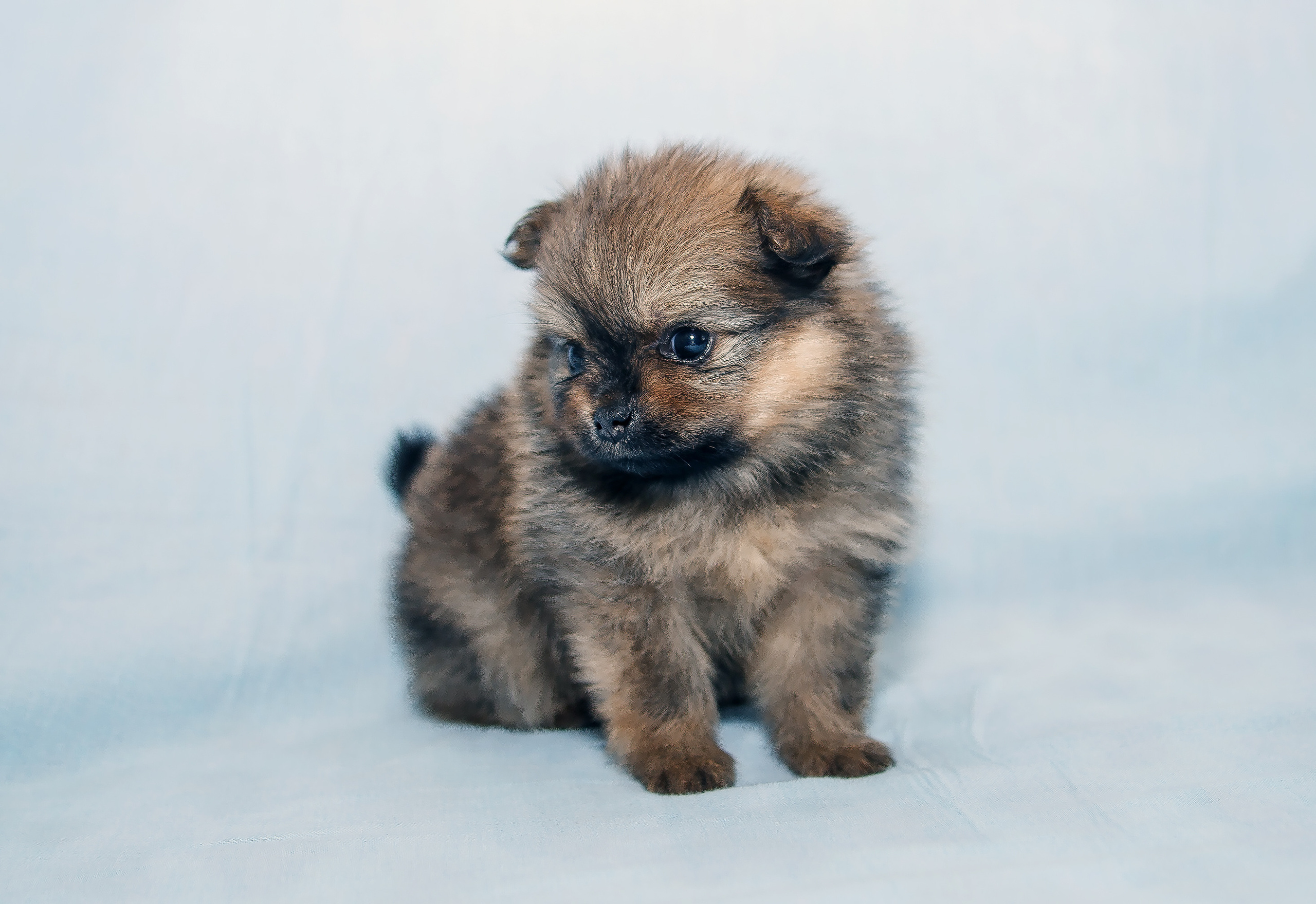 Съемка щенков шпица для заводчика. Репортажная съемка в Москве и области. Анималистика