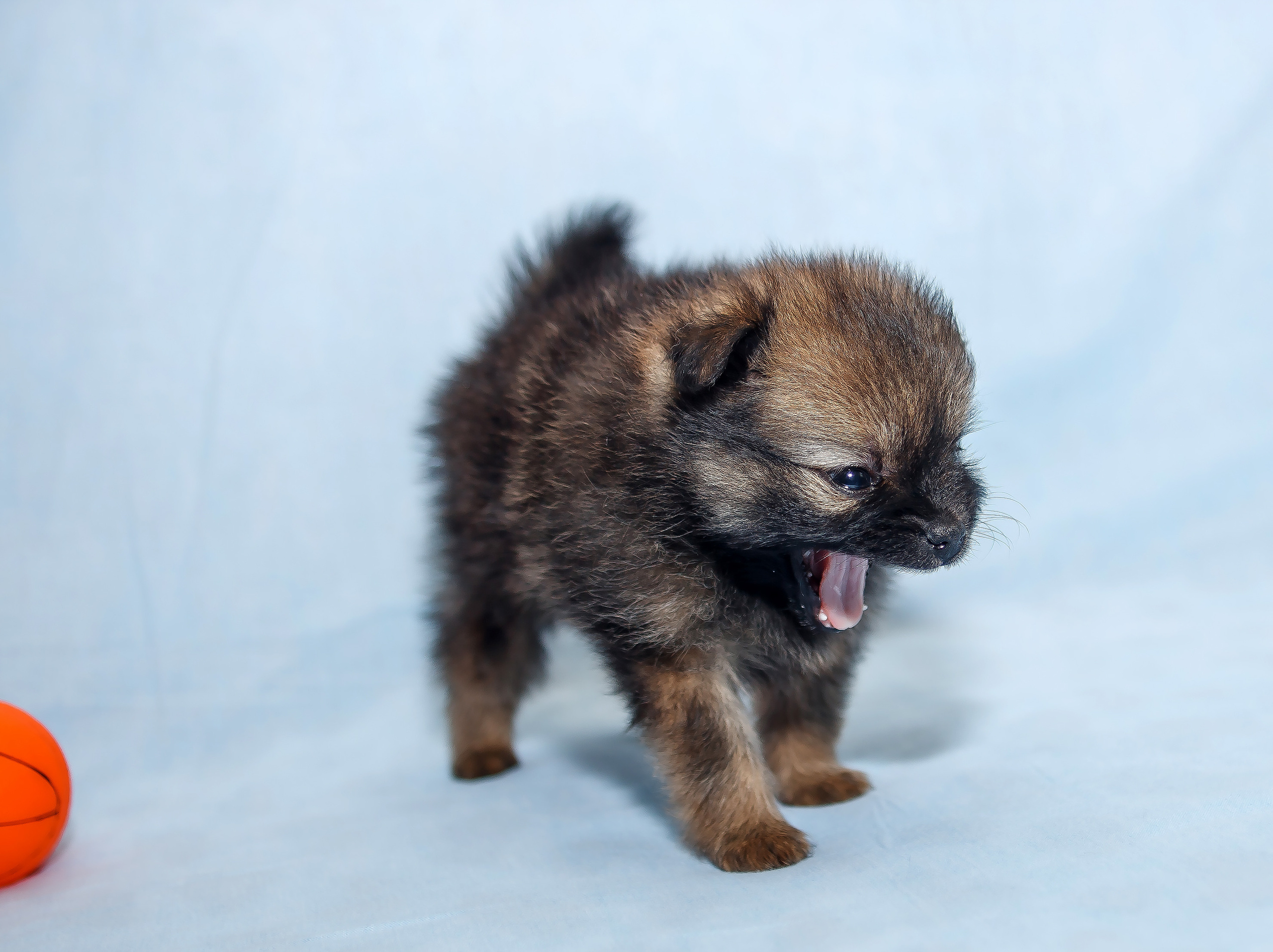 Съемка щенков шпица для заводчика. Репортажная съемка в Москве и области. Анималистика