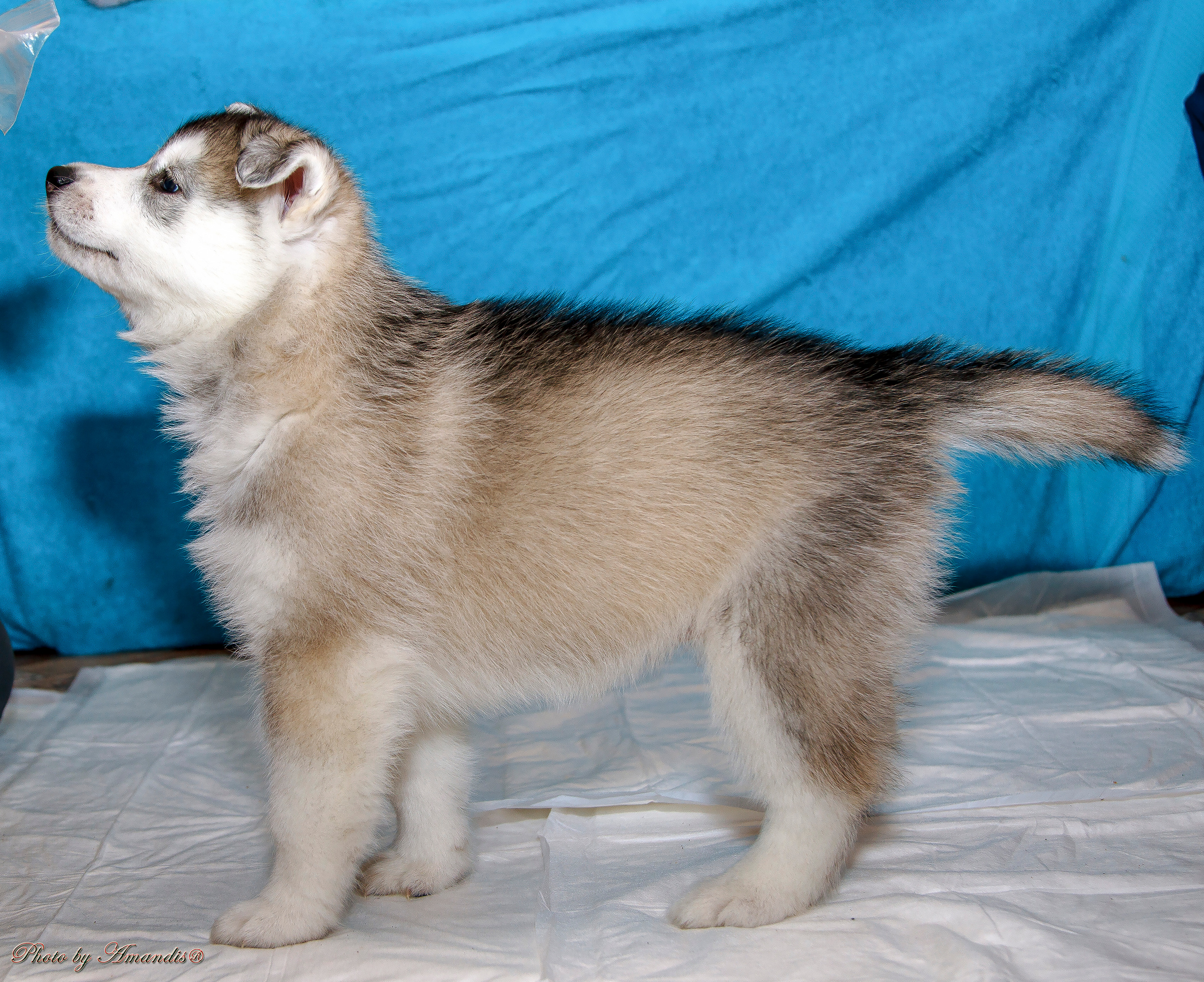 Съемка щенков хаски для заводчика. Репортажная съемка в Москве и области. Анималистика