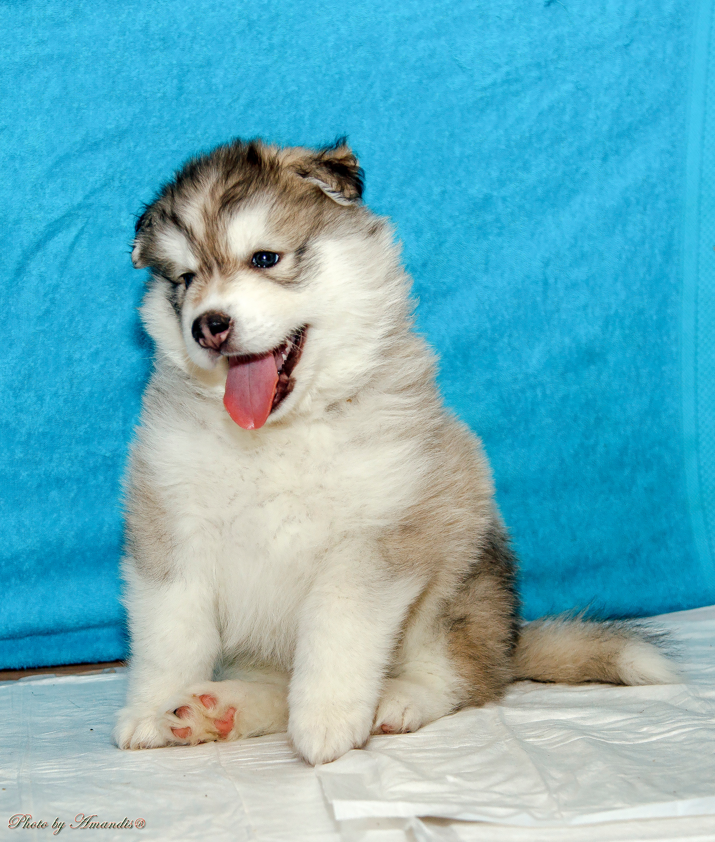 Съемка щенков хаски для заводчика. Репортажная съемка в Москве и области. Анималистика