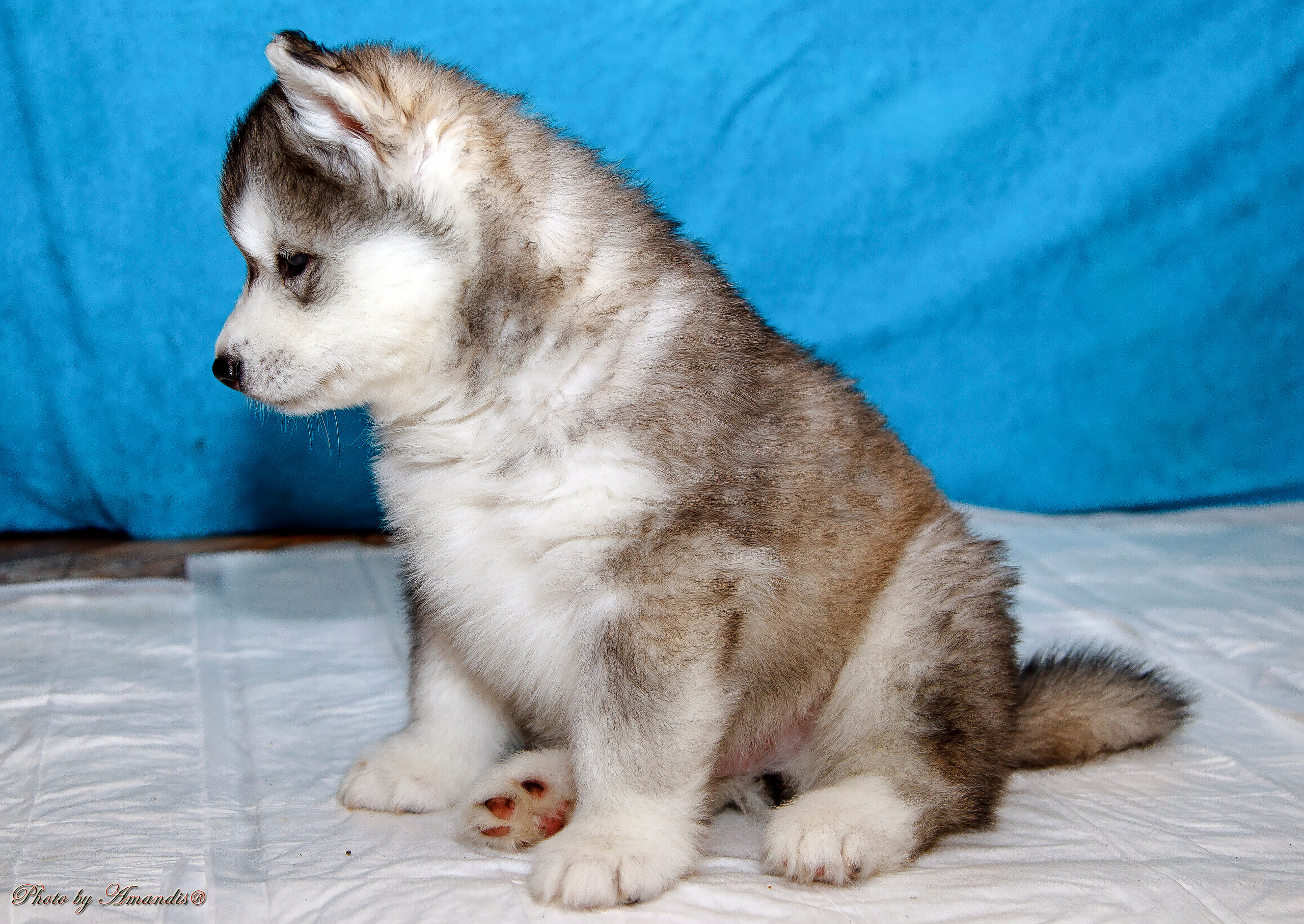 Съемка щенков хаски для заводчика. Репортажная съемка в Москве и области. Анималистика