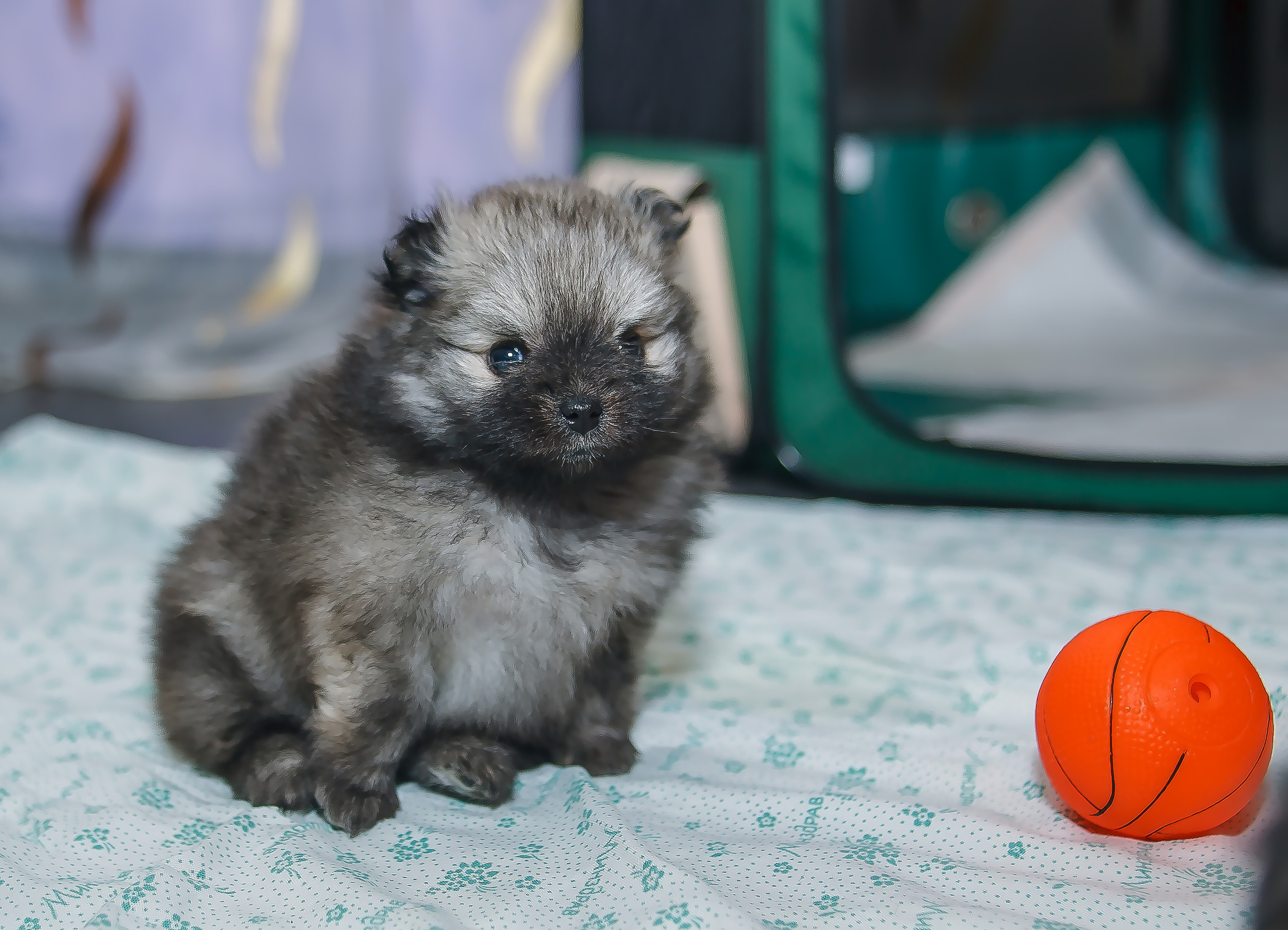 Съемка щенков шпица для заводчика. Репортажная съемка в Москве и области. Анималистика