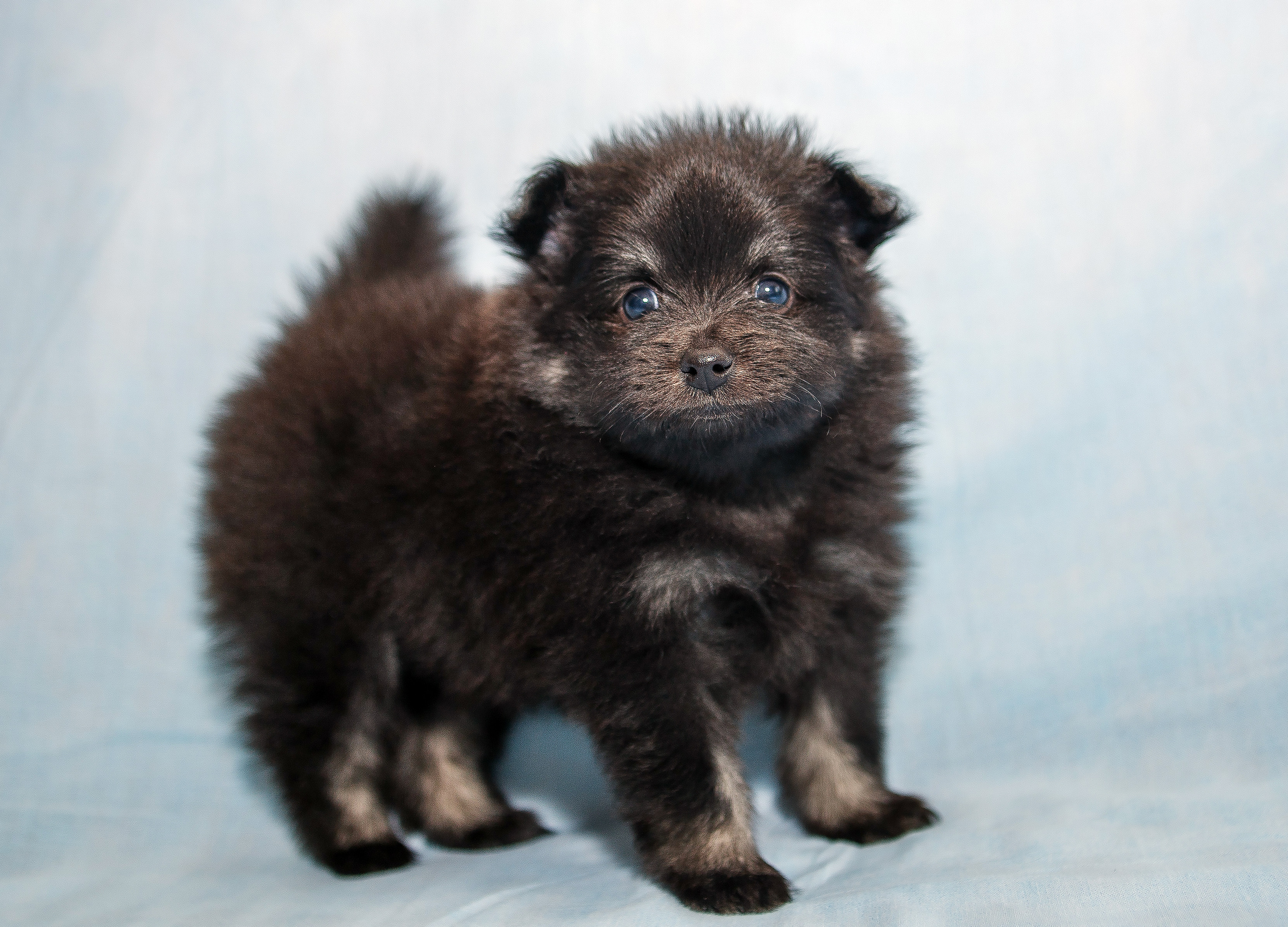 Съемка щенков шпица для заводчика. Репортажная съемка в Москве и области. Анималистика