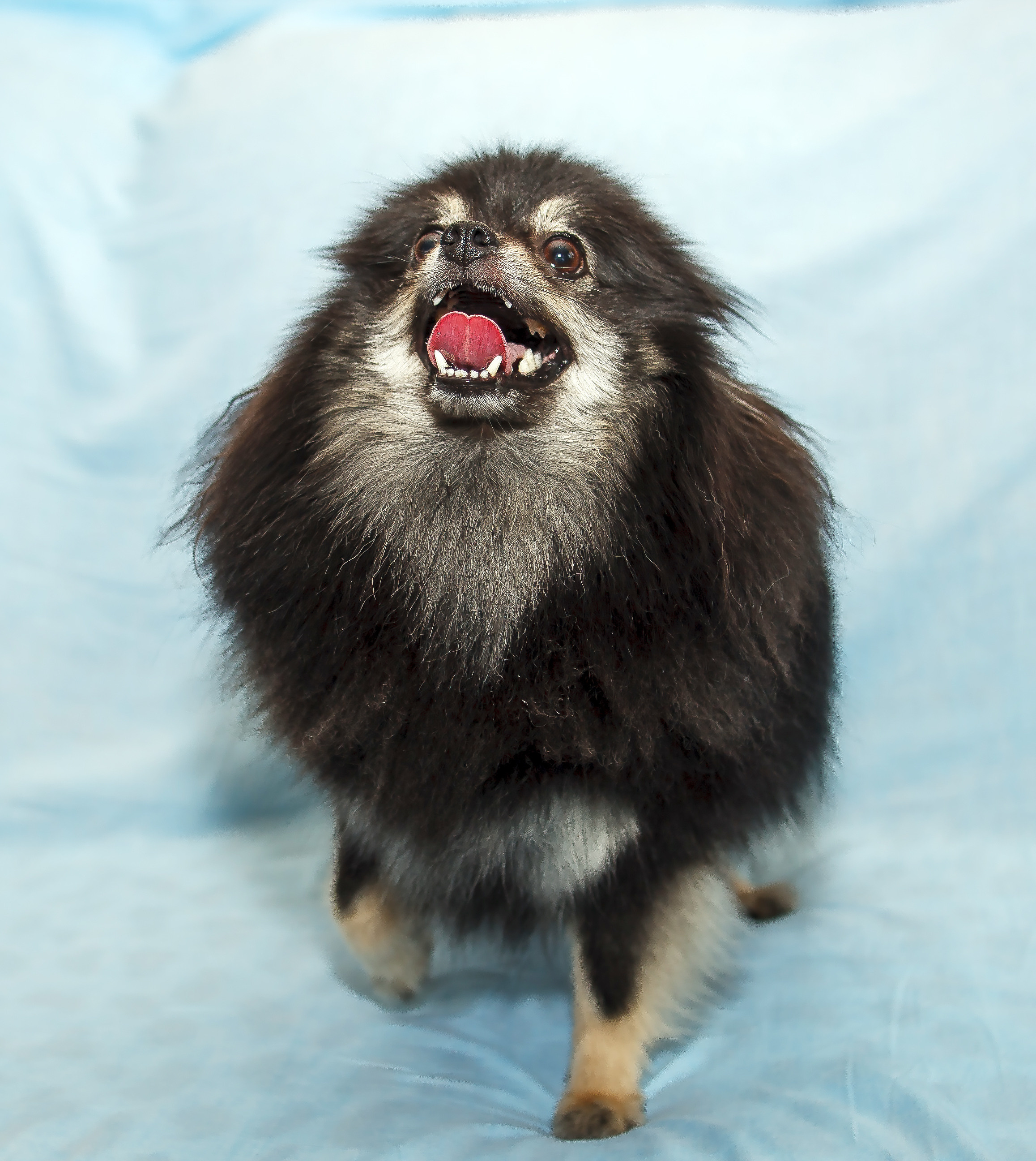 Съемка щенков шпица для заводчика. Репортажная съемка в Москве и области. Анималистика
