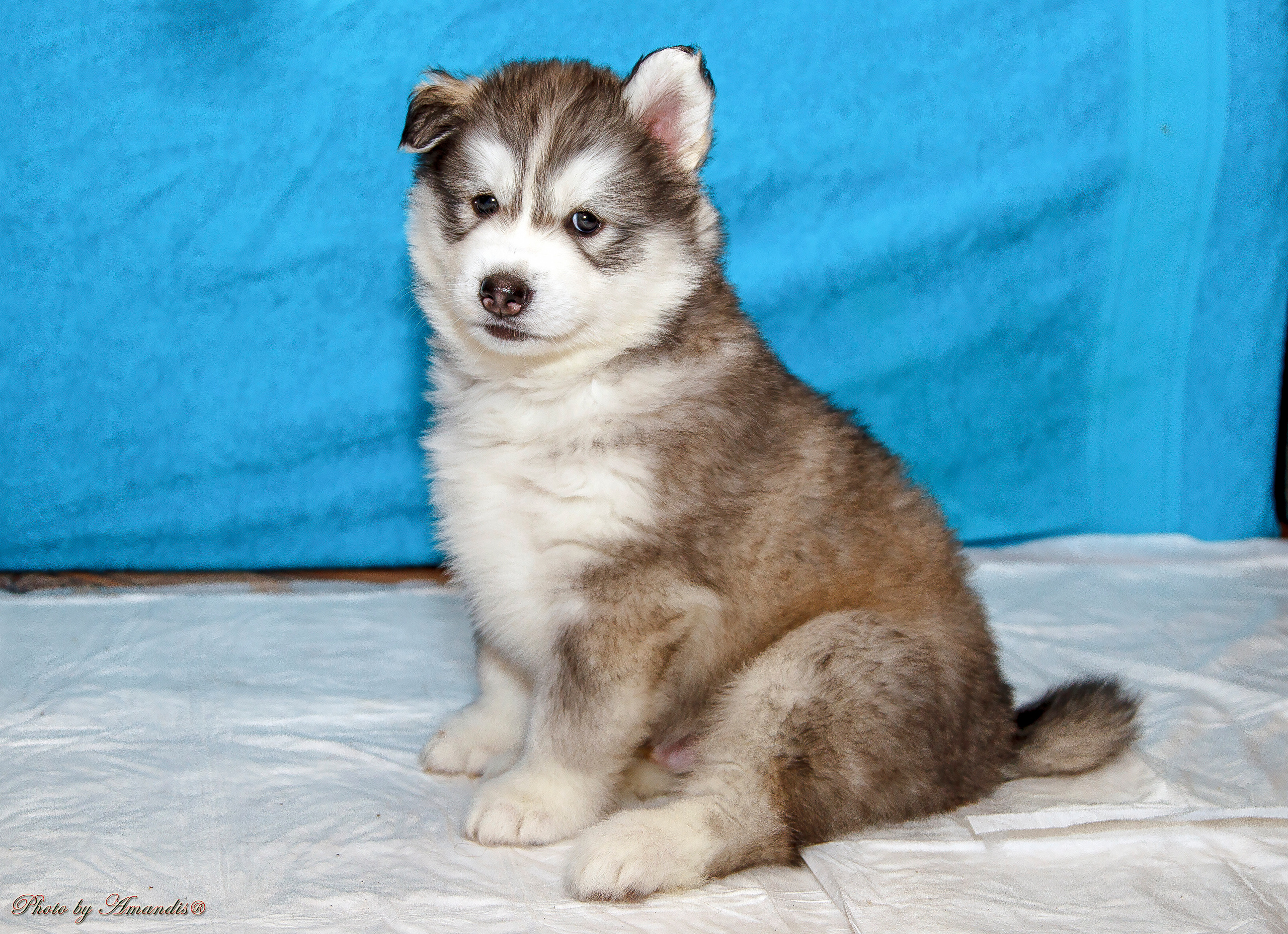 Съемка щенков хаски для заводчика. Репортажная съемка в Москве и области. Анималистика