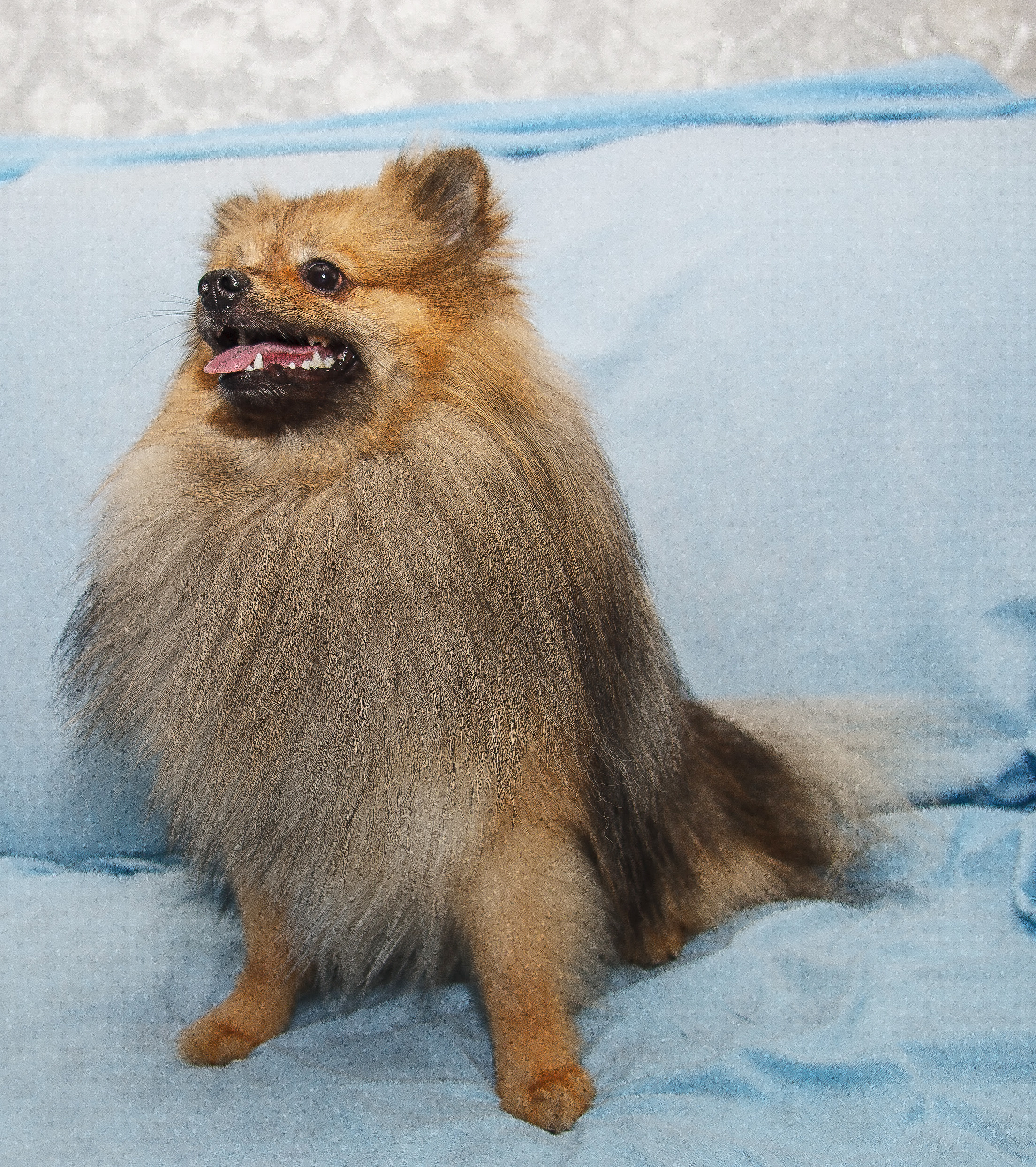 Съемка щенков шпица для заводчика. Репортажная съемка в Москве и области. Анималистика