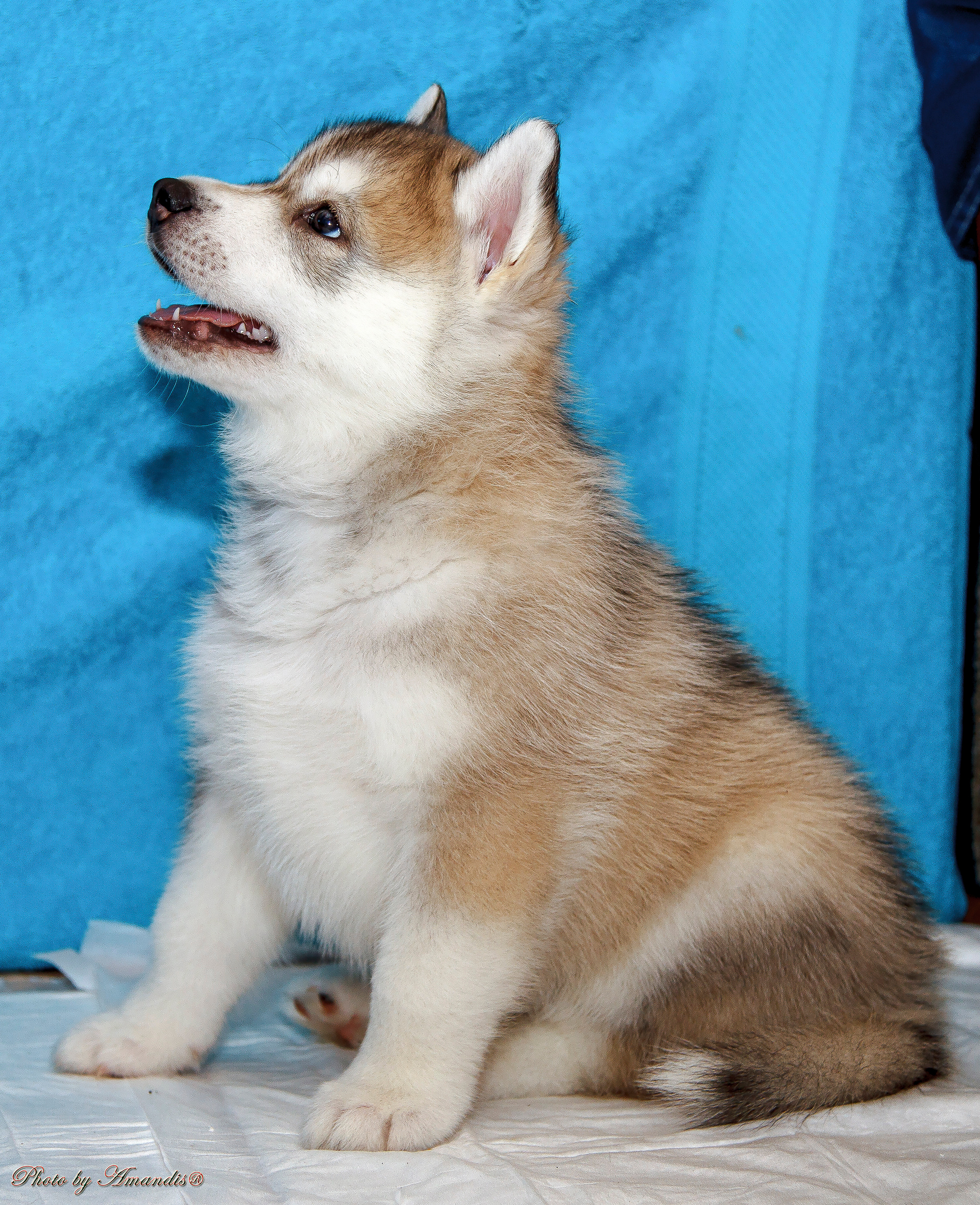 Съемка щенков хаски для заводчика. Репортажная съемка в Москве и области. Анималистика