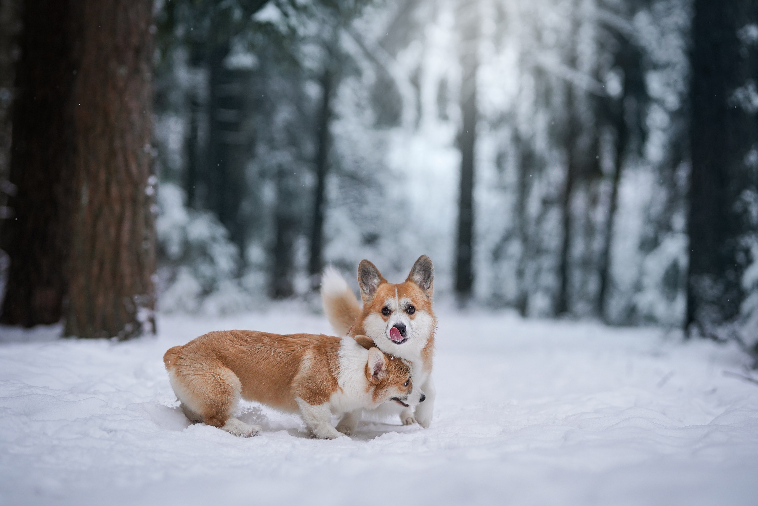 Катя Рокки и Честер. Фотограф-анималист в Санкт-Петербурге Яна Мартынова