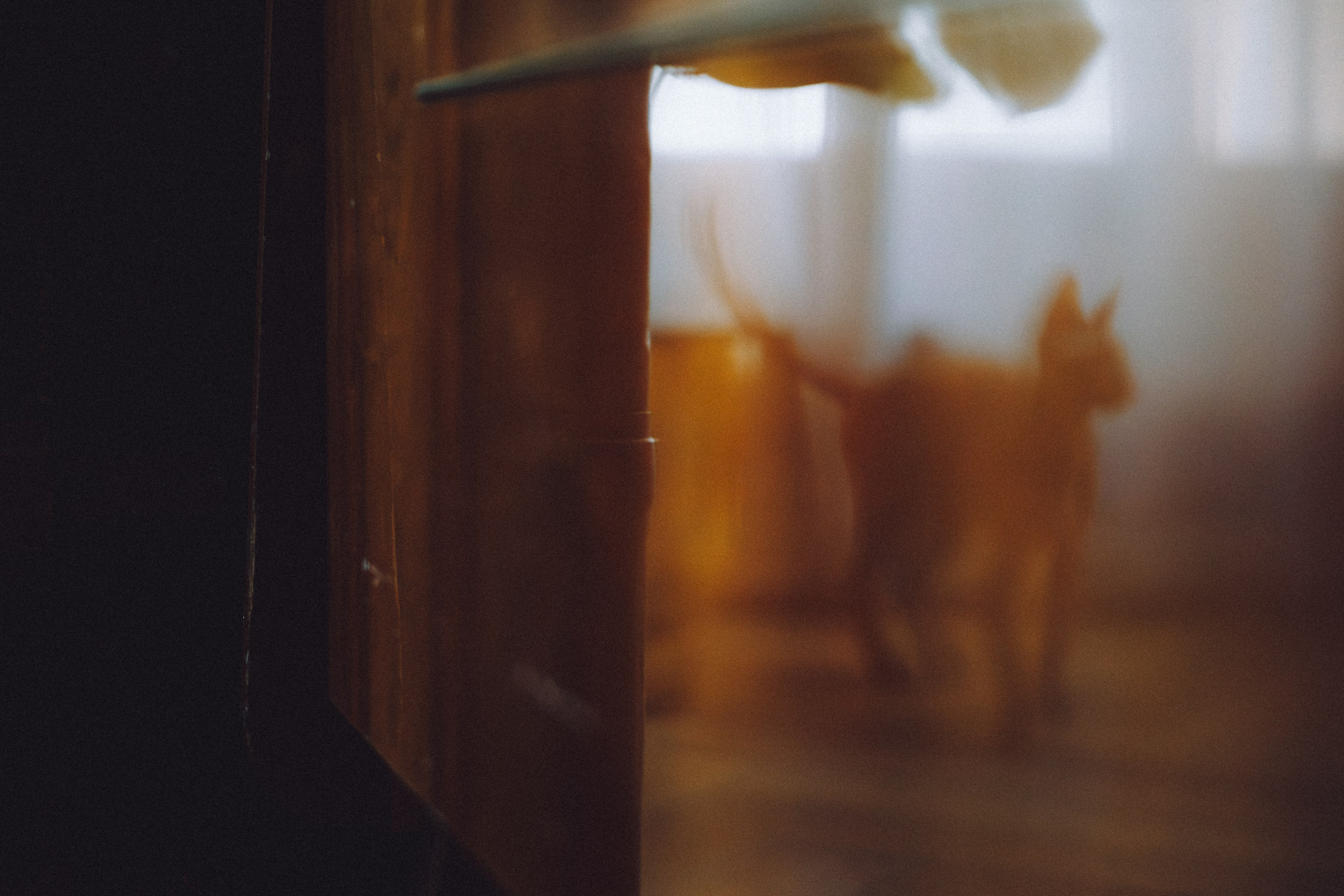 Кокос, Света, Динара и Вилли