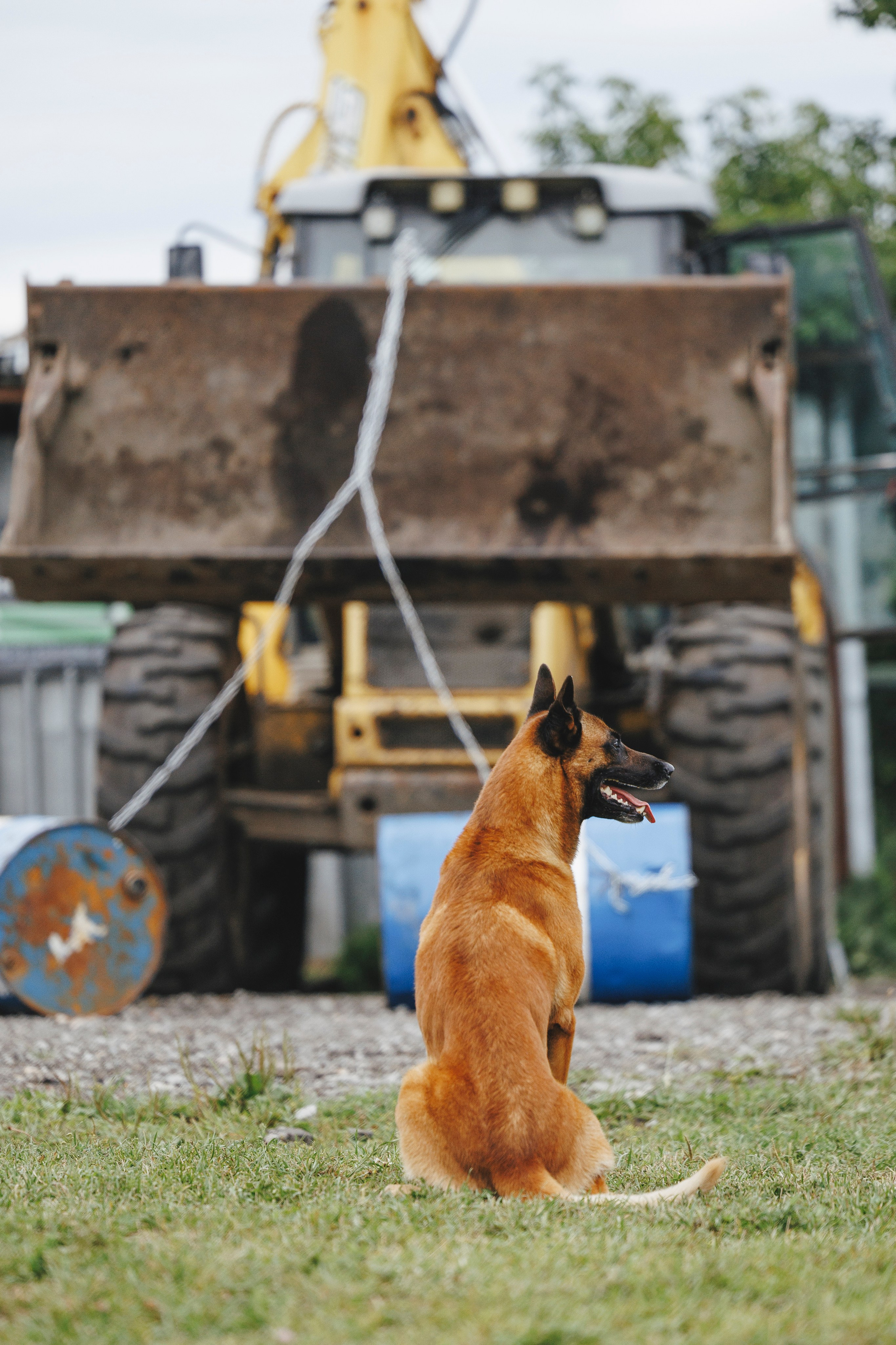 08.08.25-10.08.25 ЧР по мондьорингу г. Вологда. Фотограф-анималист Анна Маринич