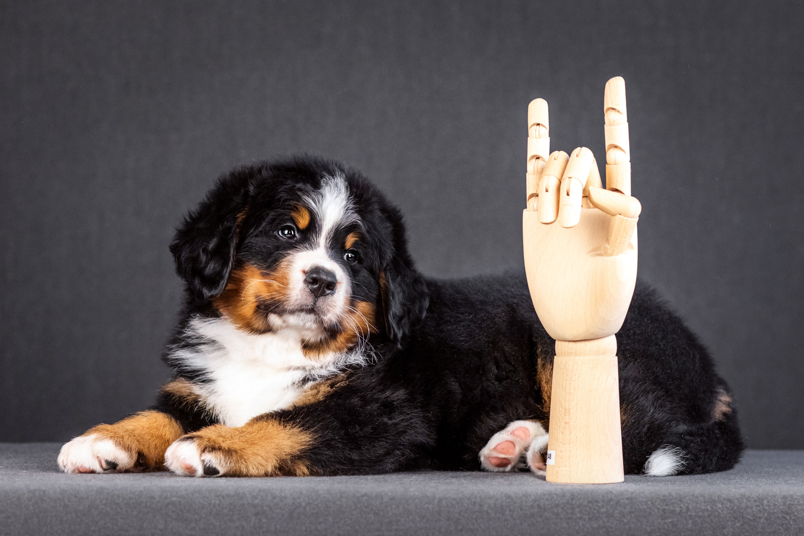 Берны. Фотограф анималист Аня Ливанова | Рыбинск