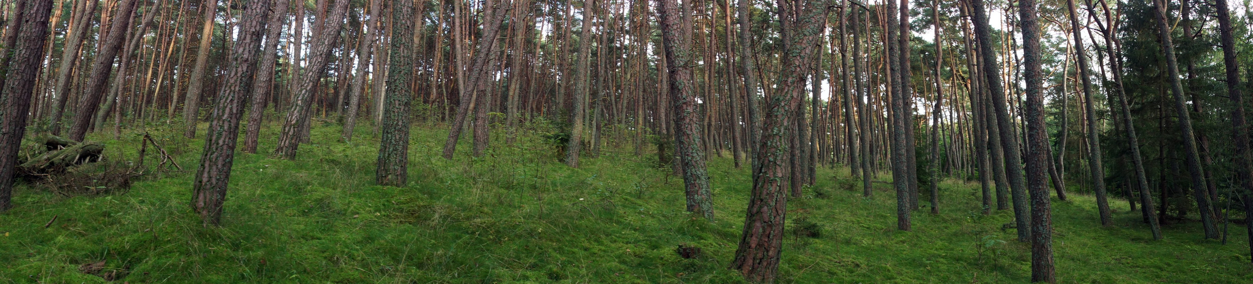 Куршская коса. Фотограф-путешественник Самойлов Максим «Sly Fox»