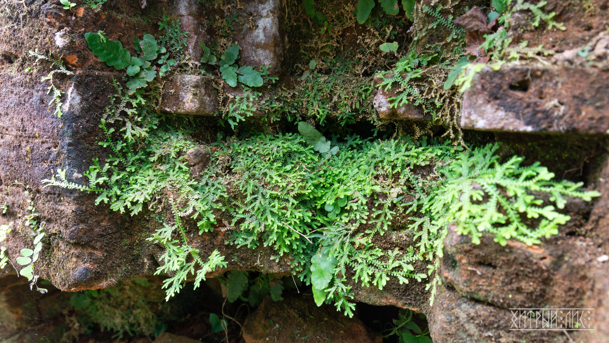 Вьетнам. Фотограф-путешественник Самойлов Максим «Sly Fox»