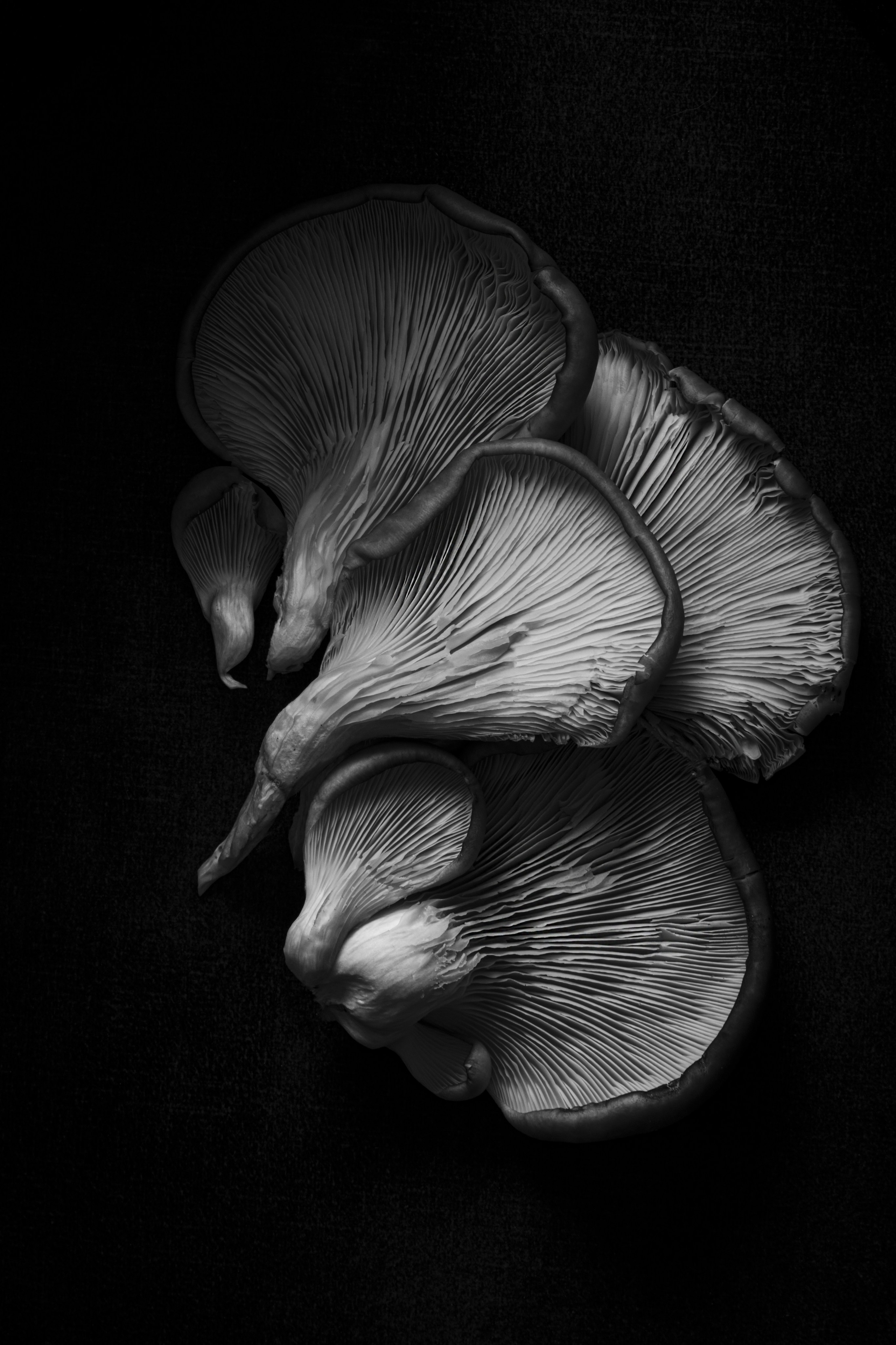 ГРИБЫ. Я  фотограф. Работаю в городе Москва,