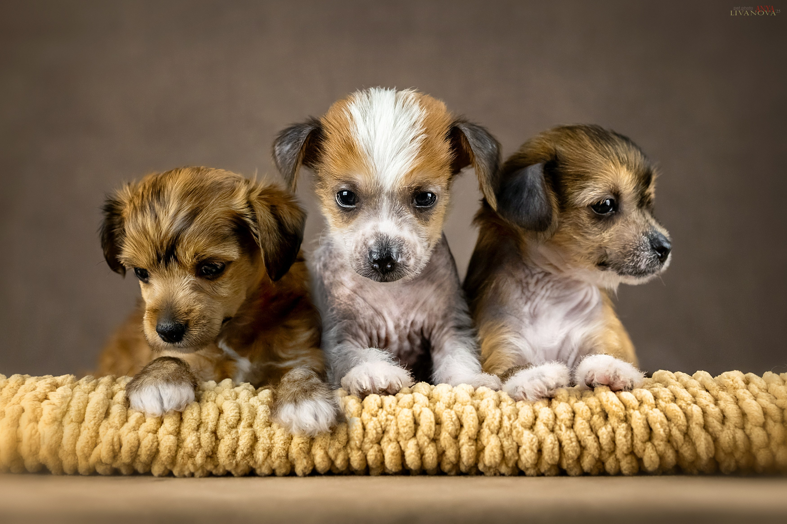 КХС. Фотограф анималист Аня Ливанова | Рыбинск