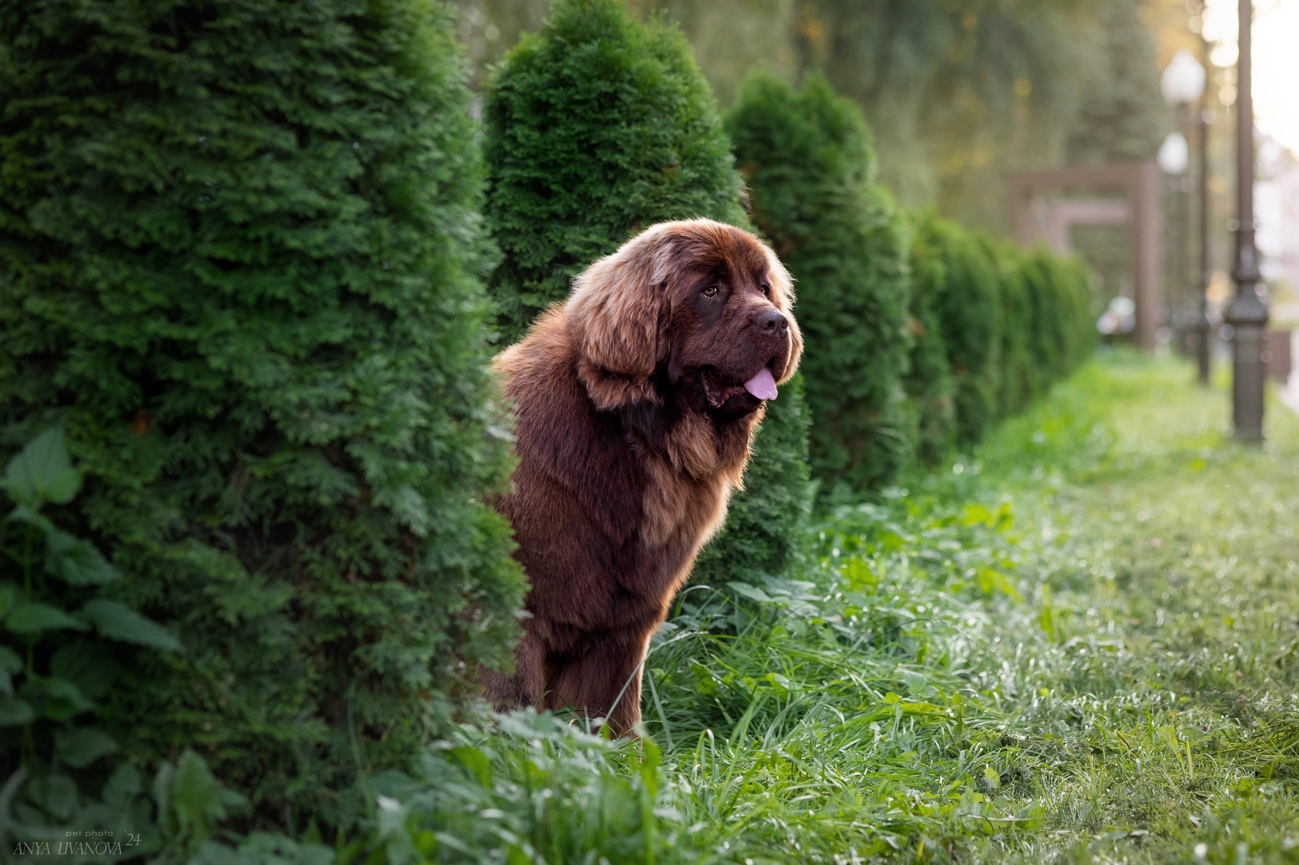 Маша — Мила — Миша. Фотограф анималист Аня Ливанова | Рыбинск