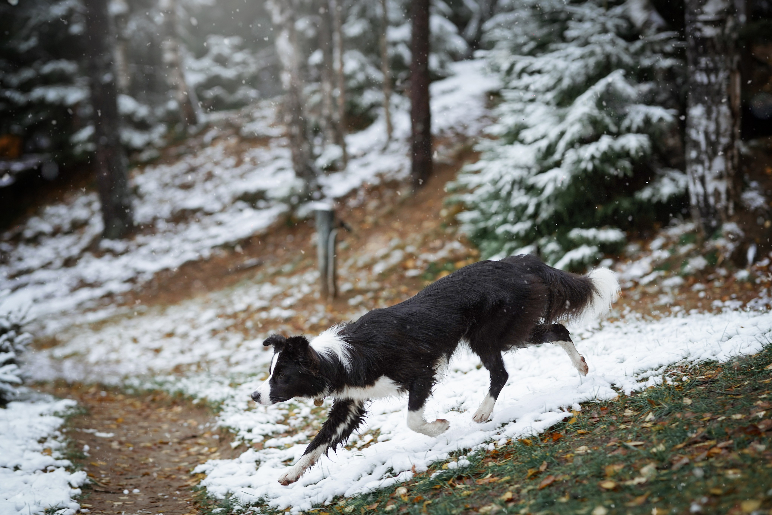 Юлия и Груша. Фотограф-анималист в Санкт-Петербурге Яна Мартынова
